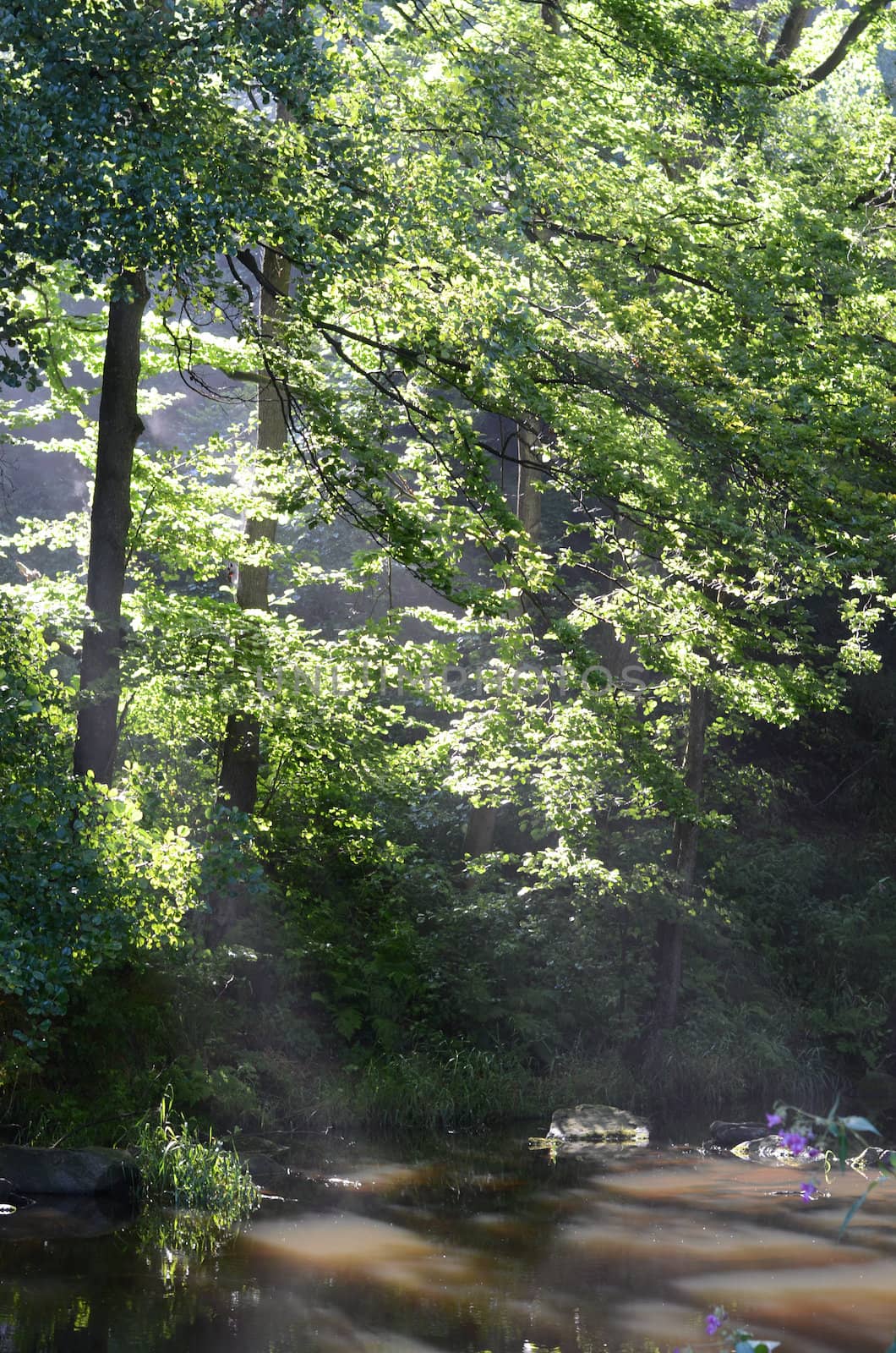 river in the morning