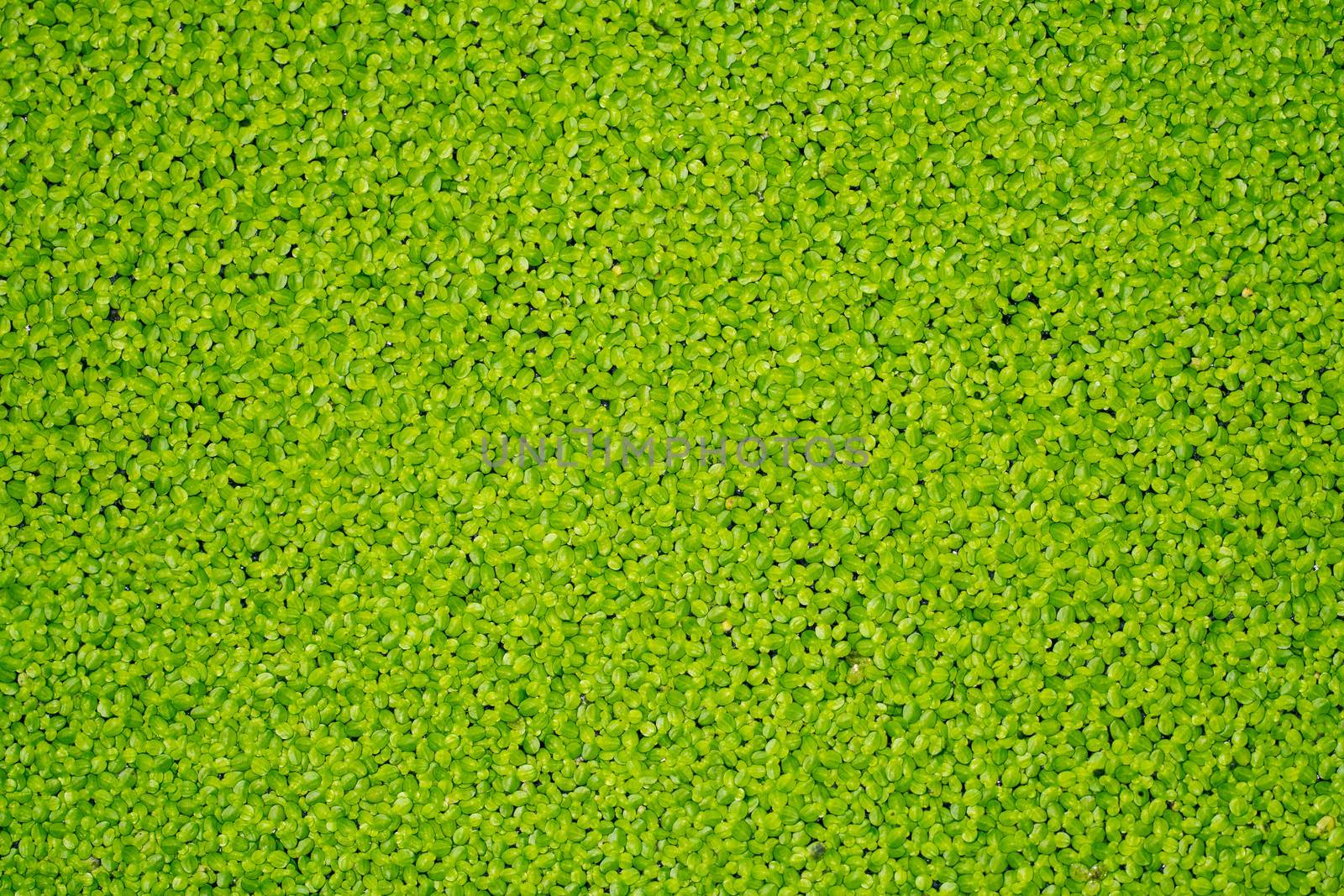 green algae occur in naturally