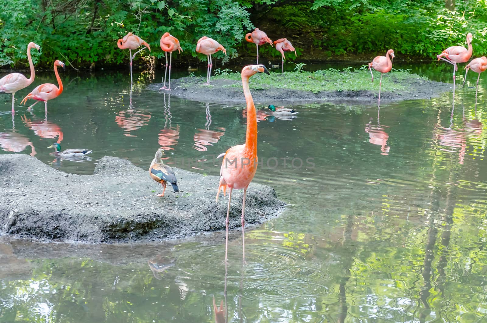 A group of colorful flamingos bathing in the pond