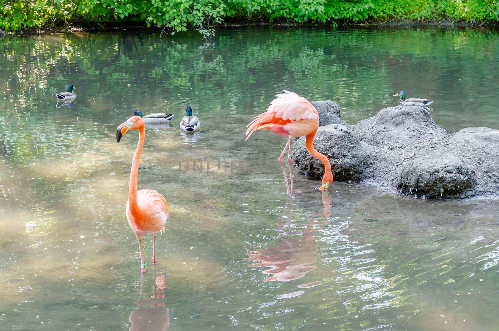 A group of colorful flamingos bathing in the pond