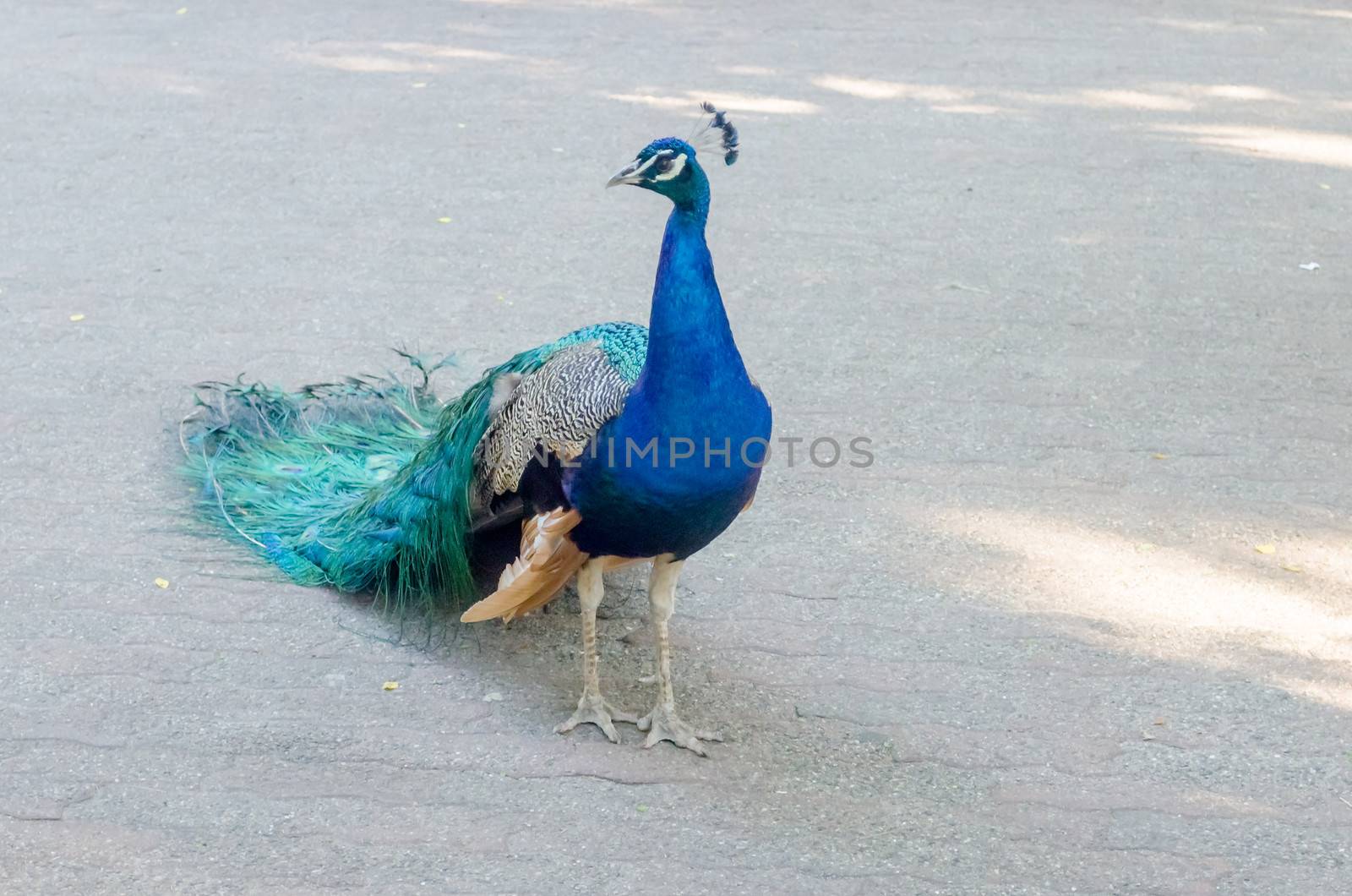 Peacock wtih closed tail