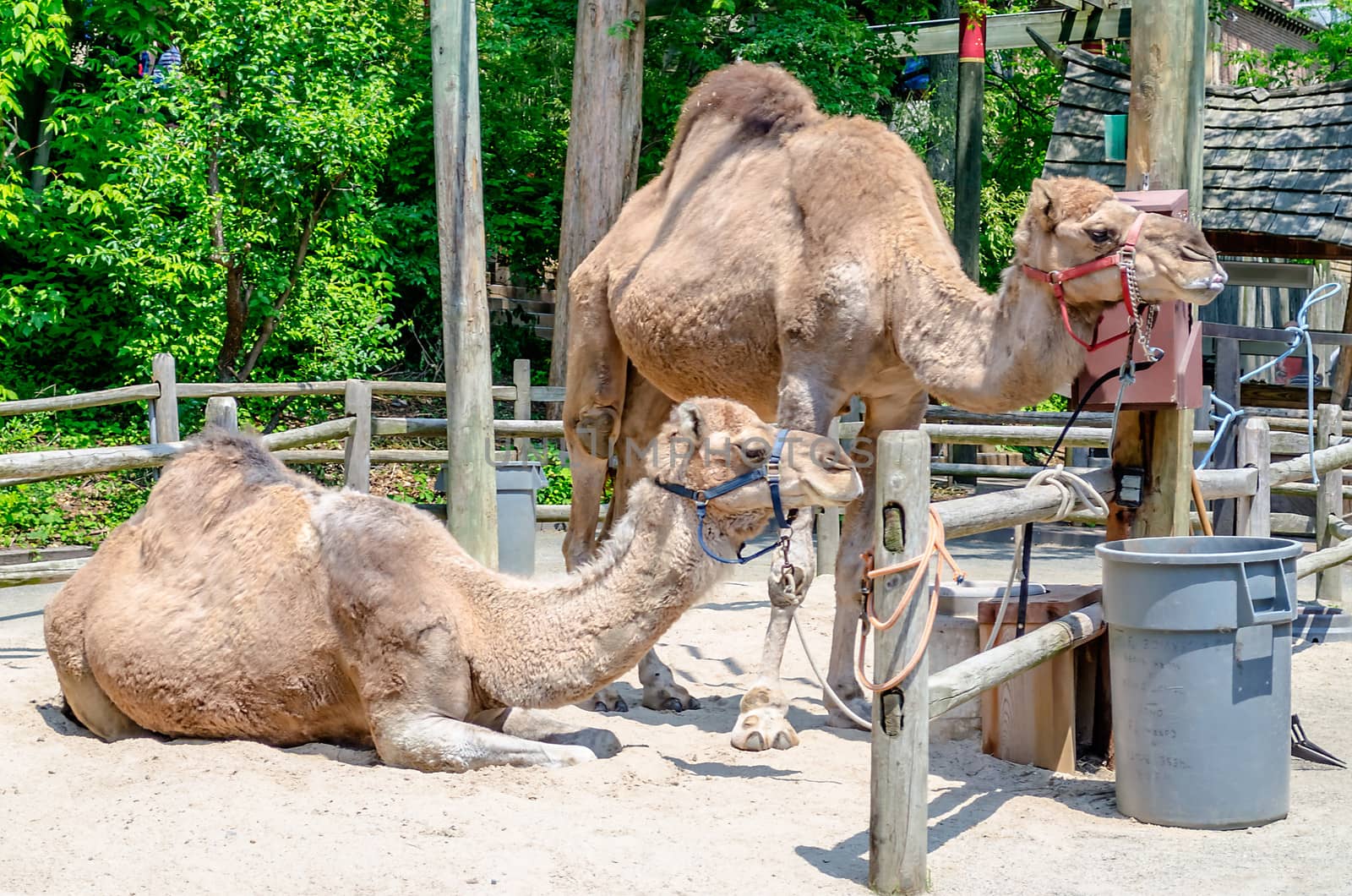 Indian Camels, Camelus Dromedarius