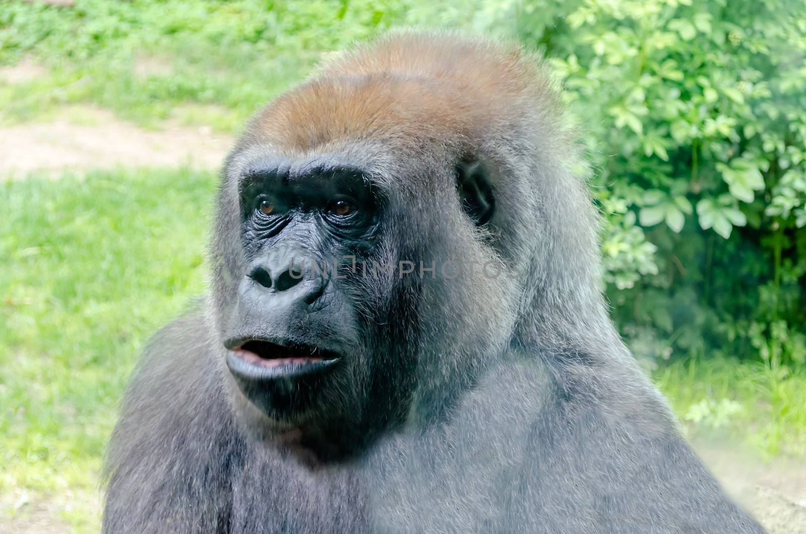 Gorilla Close-Up by marcorubino