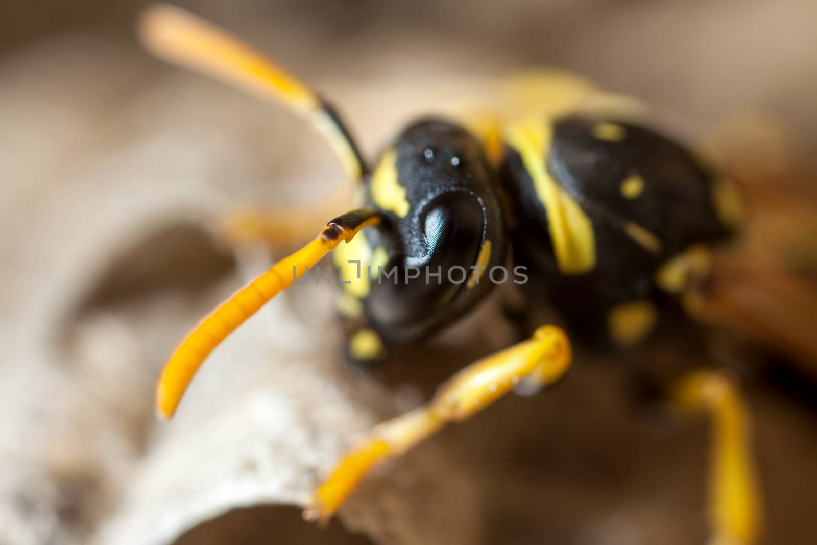 A young Paper Wasp queen tending to her nest