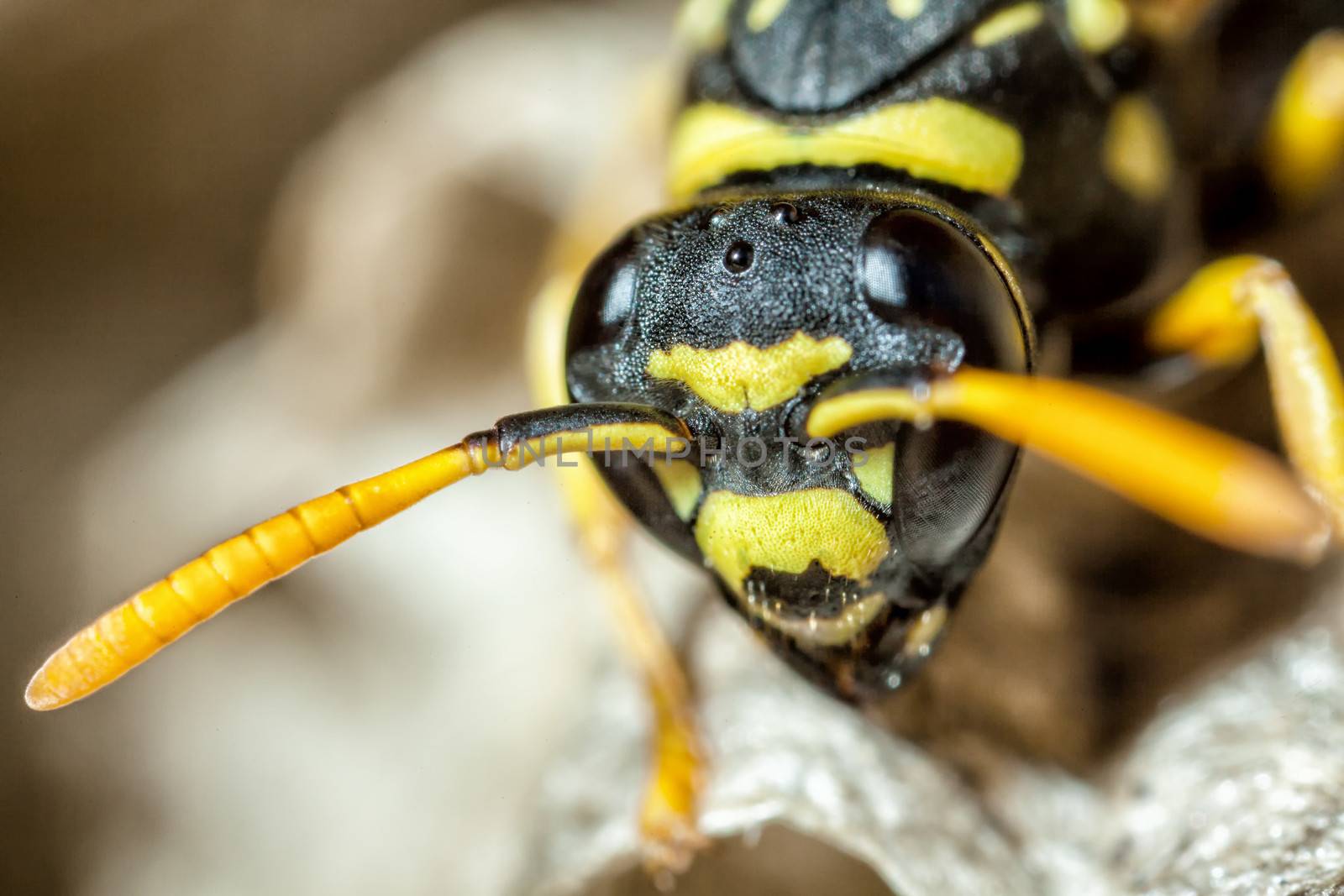 A young Paper Wasp queen at 4 times macro