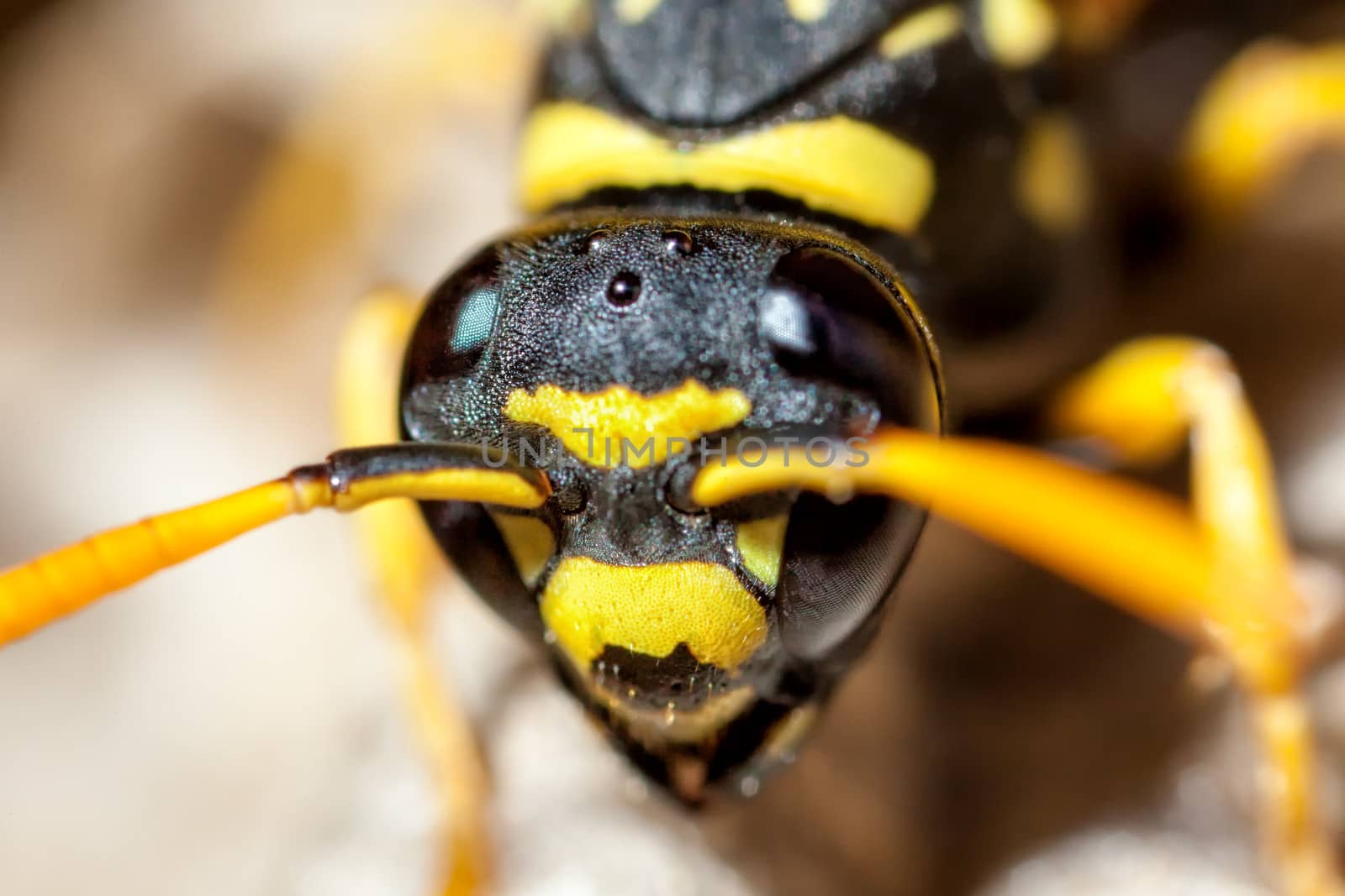 A young Paper Wasp queen portrait, shown at 4 times life size, or 4 times macro.