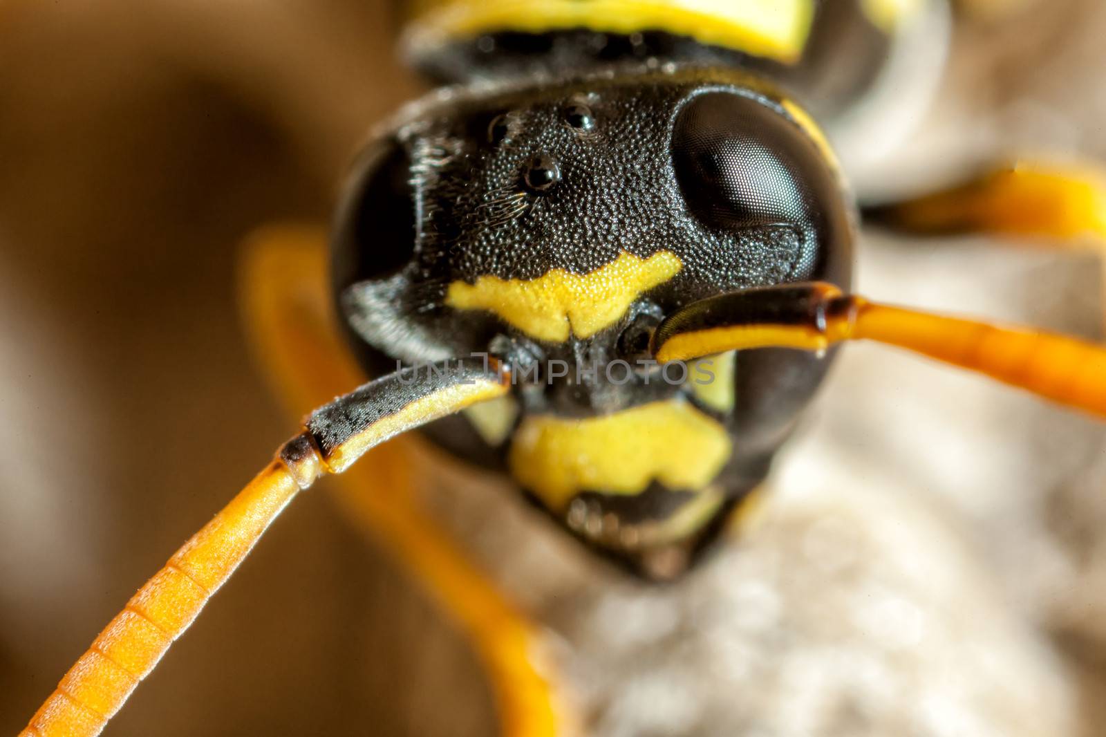 A young Paper Wasp queen shown at 5 times macro.