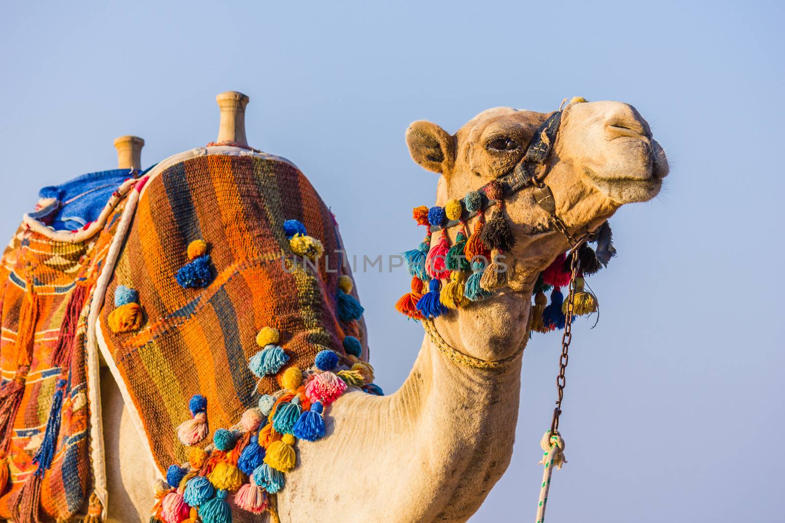 The muzzle of the African camel close-up