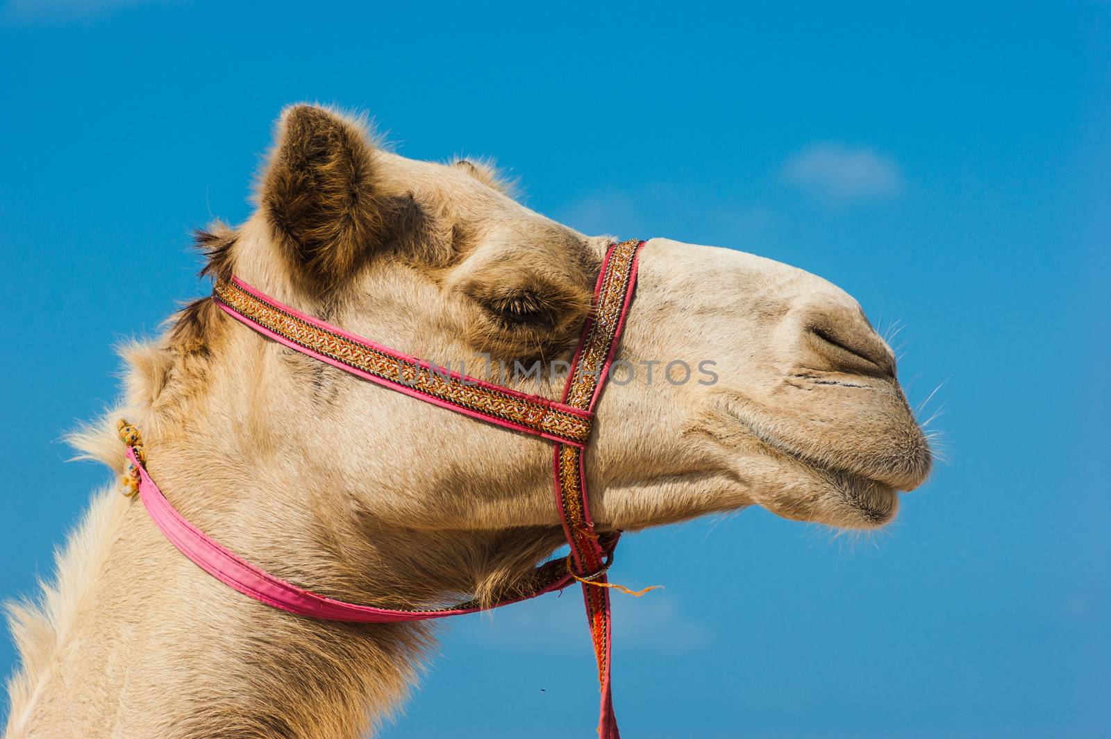 The muzzle of the African camel by oleg_zhukov