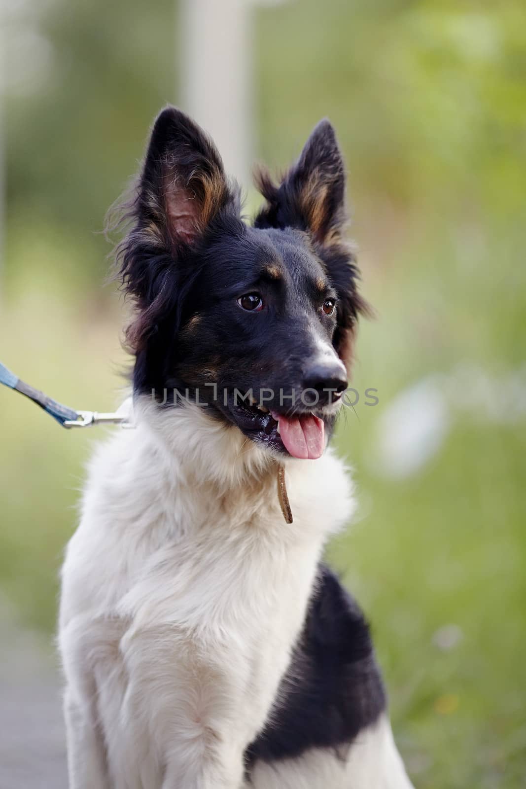 Portrait of a black-and-white not purebred dog. by Azaliya
