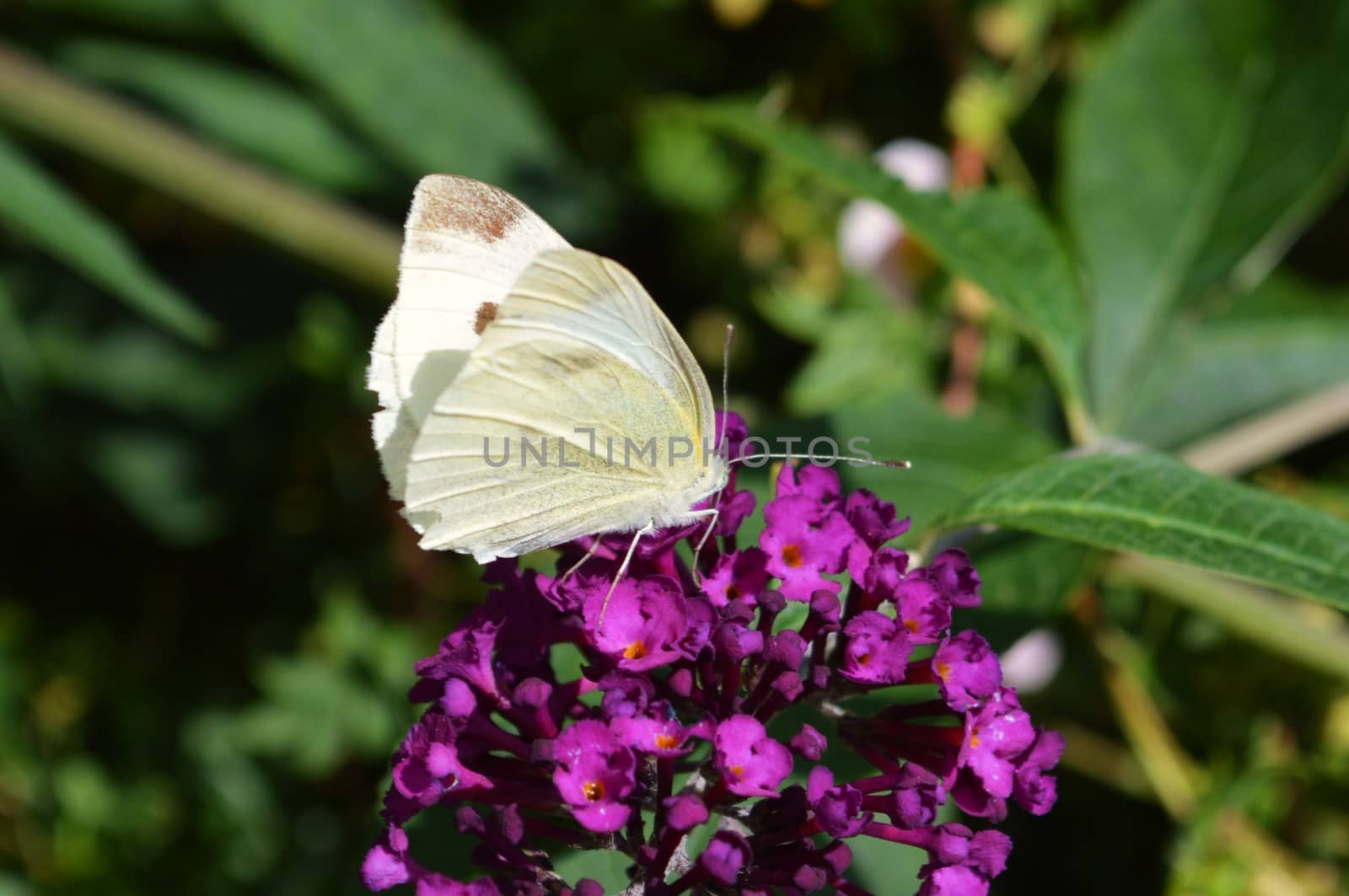 Close-up image of a Large white Butterfly visiting a Buddleia flower.