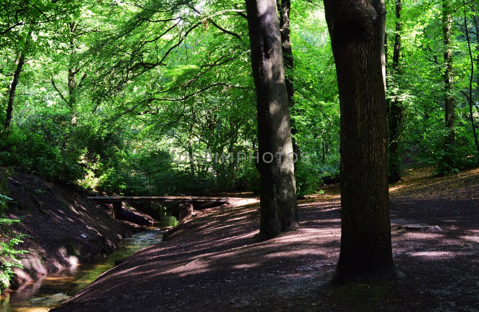 An image of a woodland walk in a country park.