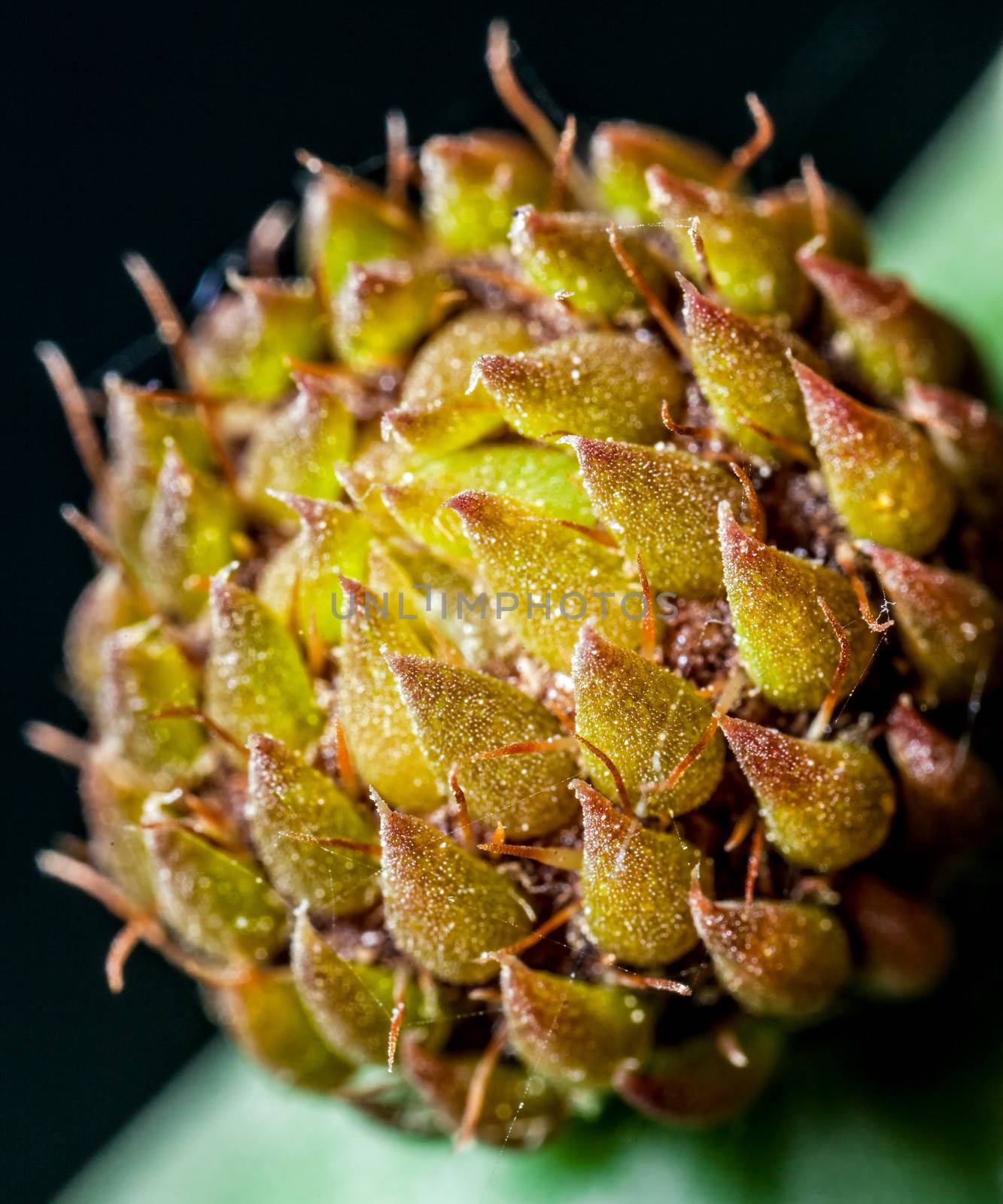 Prickly Pear bud growing out of a mature plant leaf