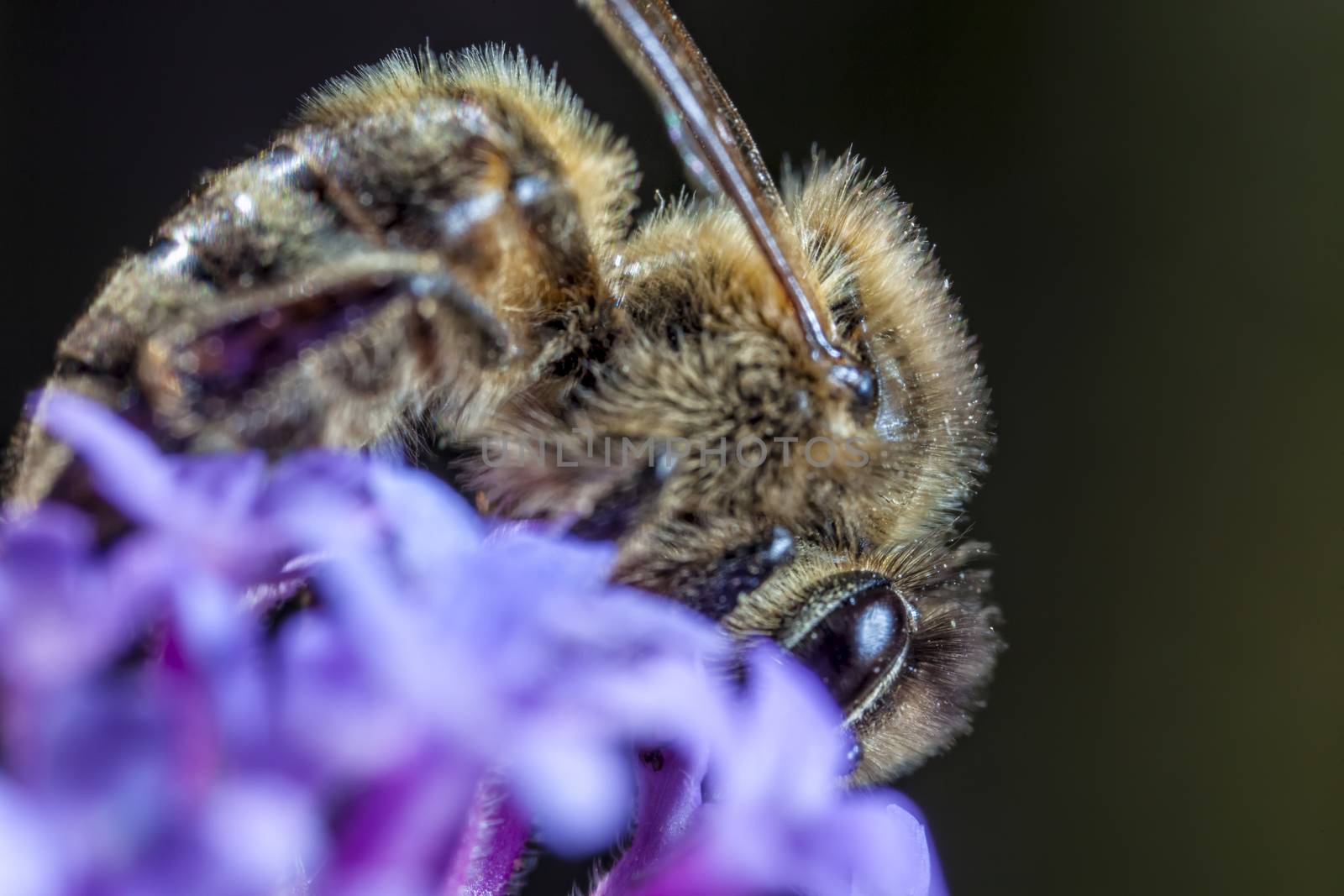 Maltese Honey Bee by PhotoWorks