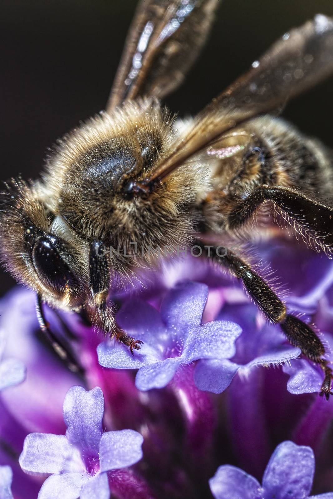 Maltese Honey Bee by PhotoWorks