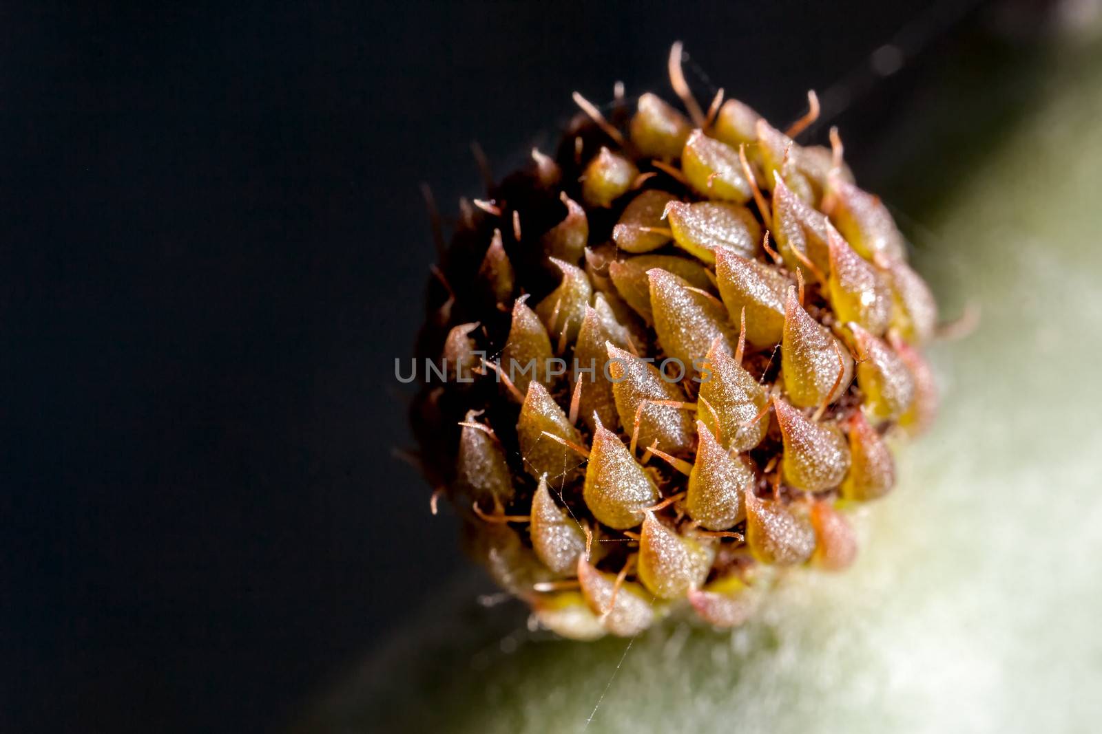 Prickly Pear bud growing out of a mature plant leaf