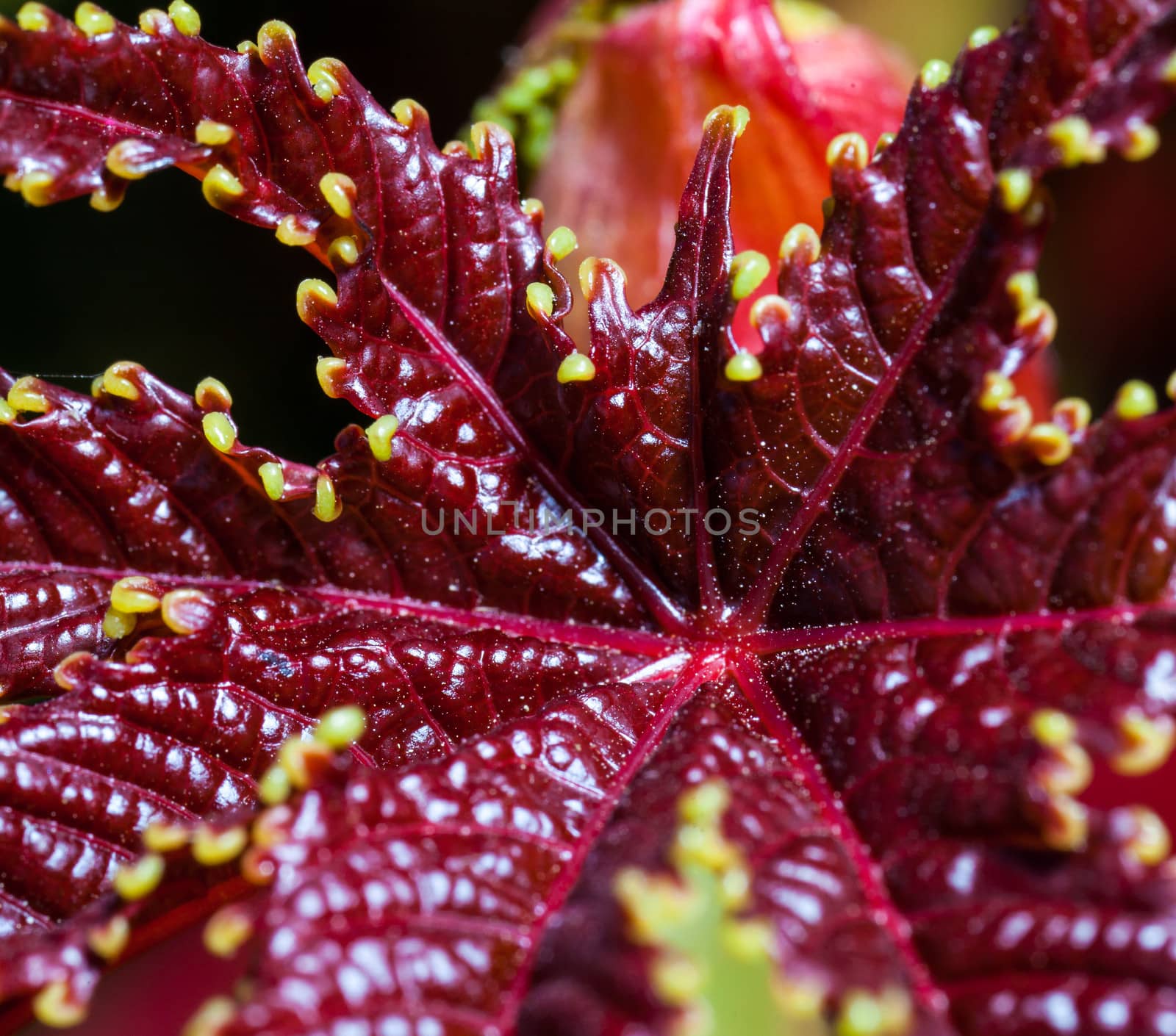 Castor Oil Plant leaf detail. Belongs to the spurge family, Euphorbiaceae. Castor seed is the source of castor oil, which has a wide variety of uses, and ricin, a toxin, which is also present in lower concentrations throughout the plant.