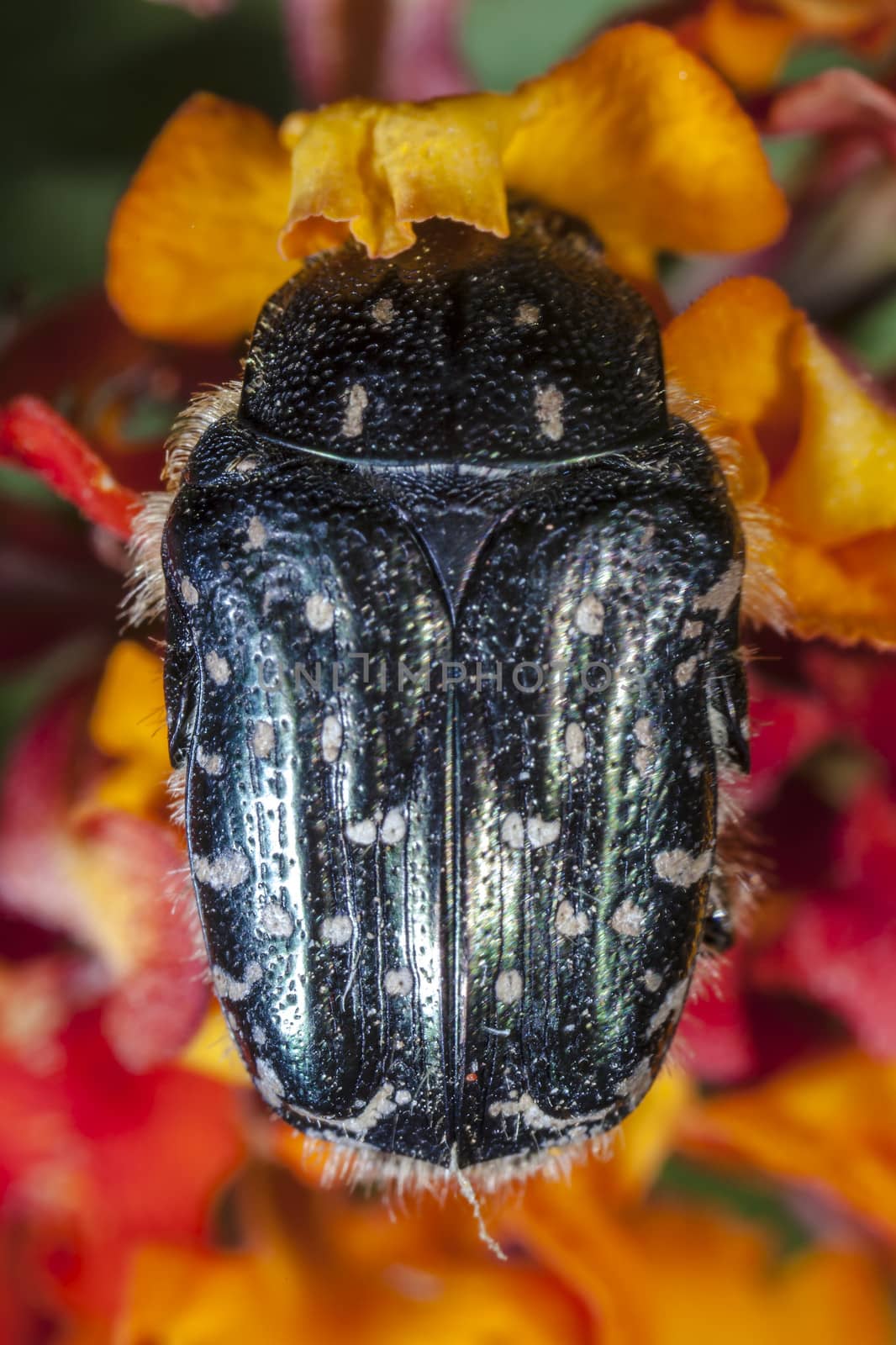 Extreme macro showing detail of the White Spotted Barbary Bug or Oxythyrea Funesta.