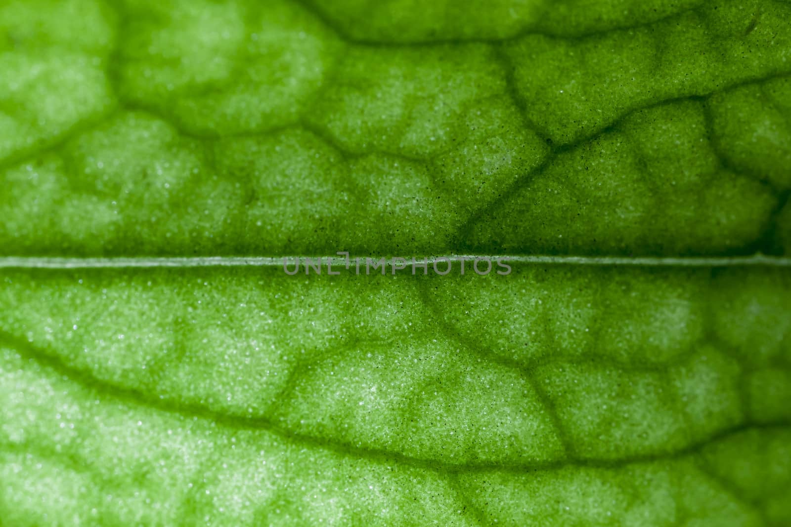 A super macro image showing detail on a plant leaf