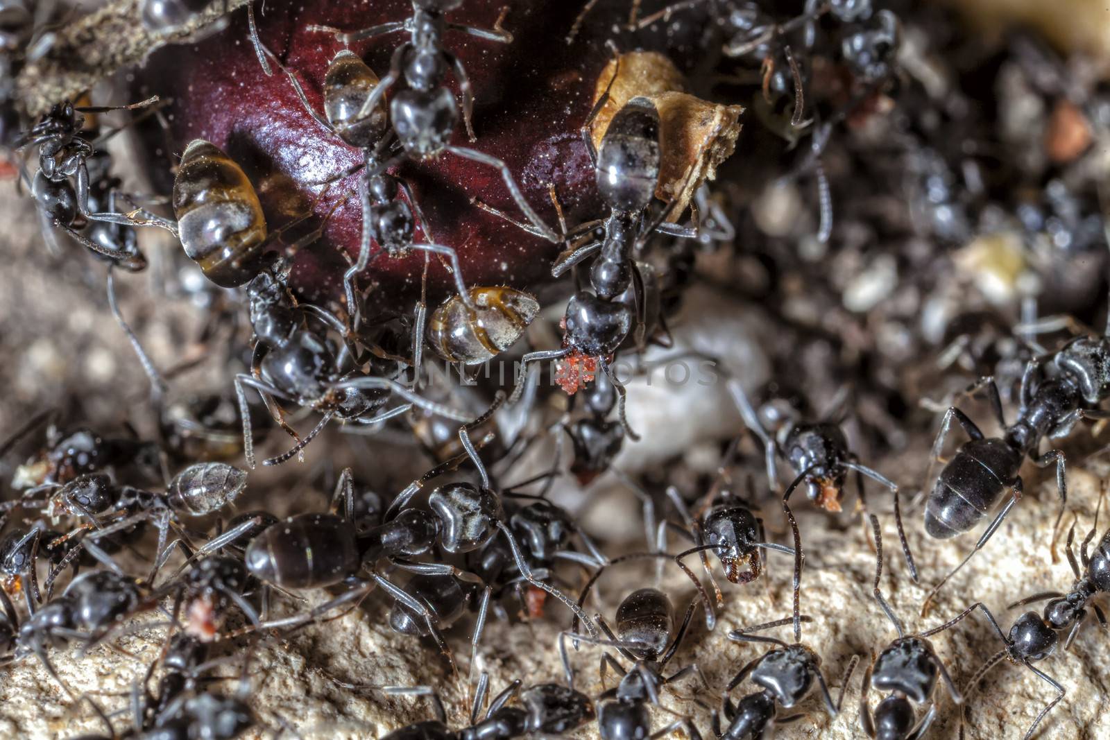 The black garden ant (Lasius niger) is a formicine ant, the type species of the subgenus Lasius, found all over Europe