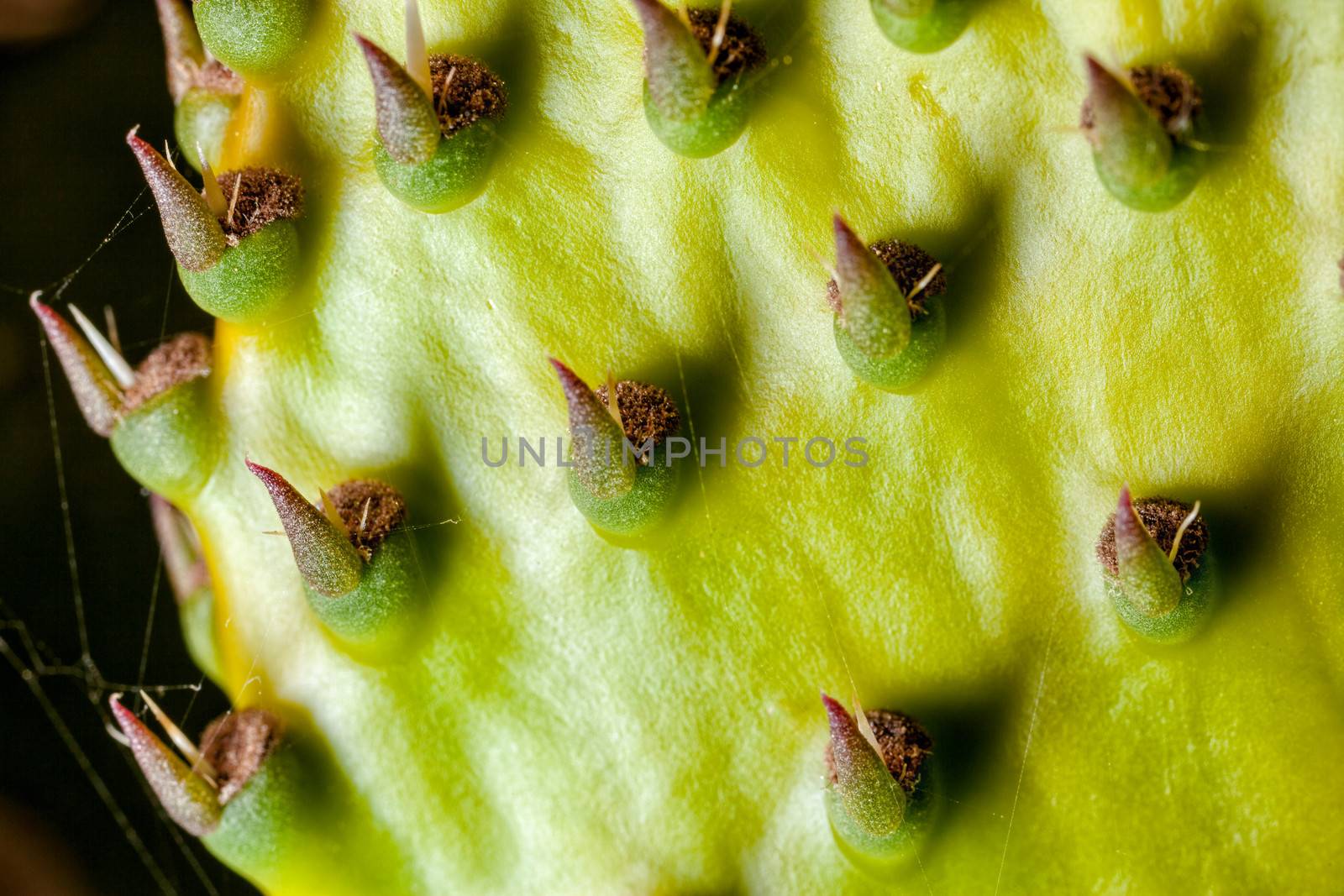 Opuntia by PhotoWorks