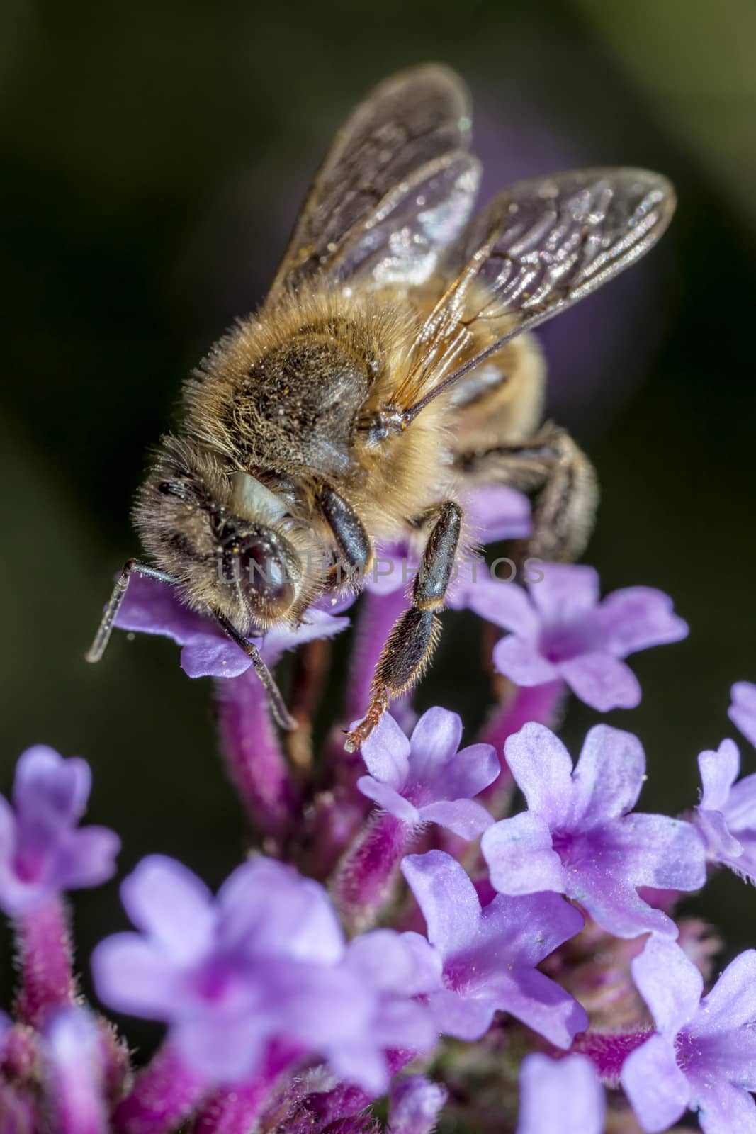The Maltese honey bee, Apis mellifera ruttneri, is a sub-species of the Western honey bee. 