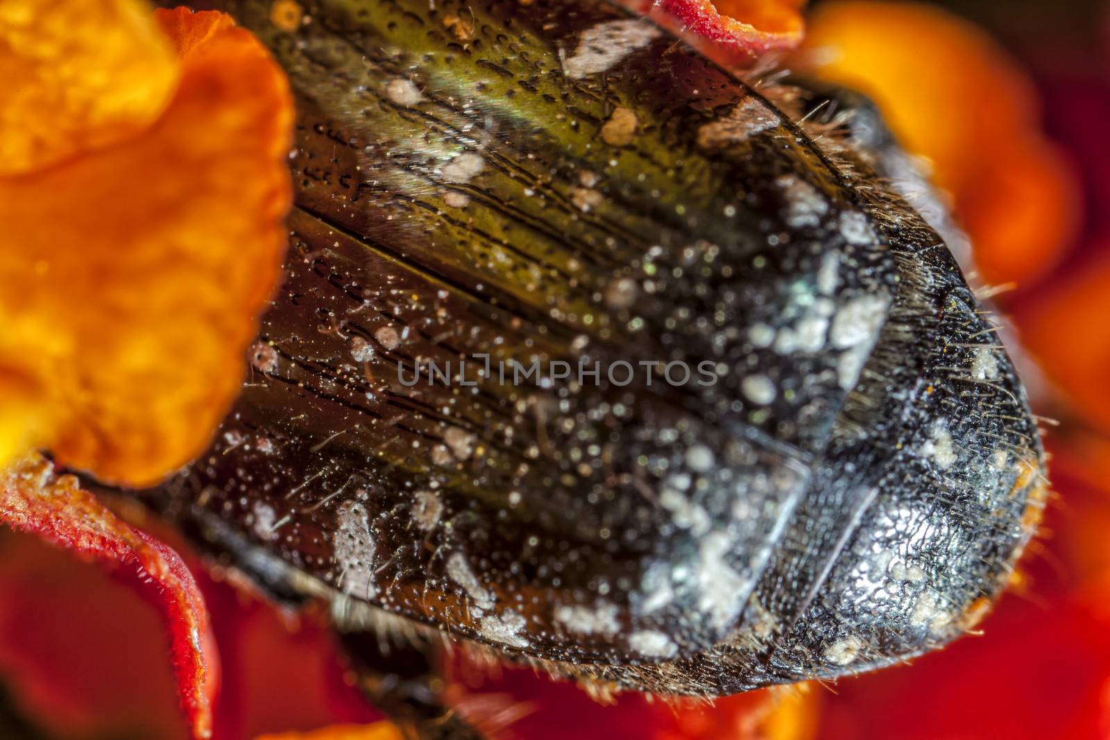 Extreme macro showing detail of the White Spotted Barbary Bug or Oxythyrea Funesta.