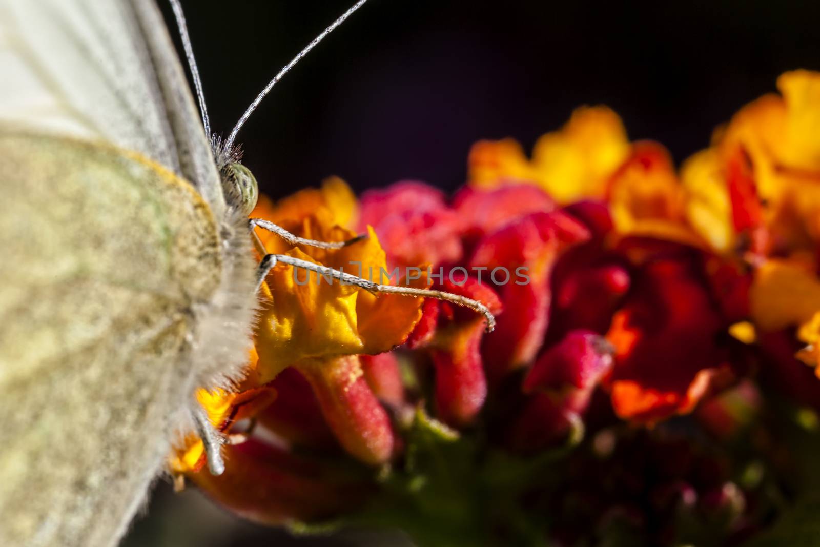 The Large White, Pieris brassicae, also called Cabbage Butterfly, Cabbage White, or in India the Large Cabbage White, White cabbage butterfly is a butterfly in the family Pieridae.