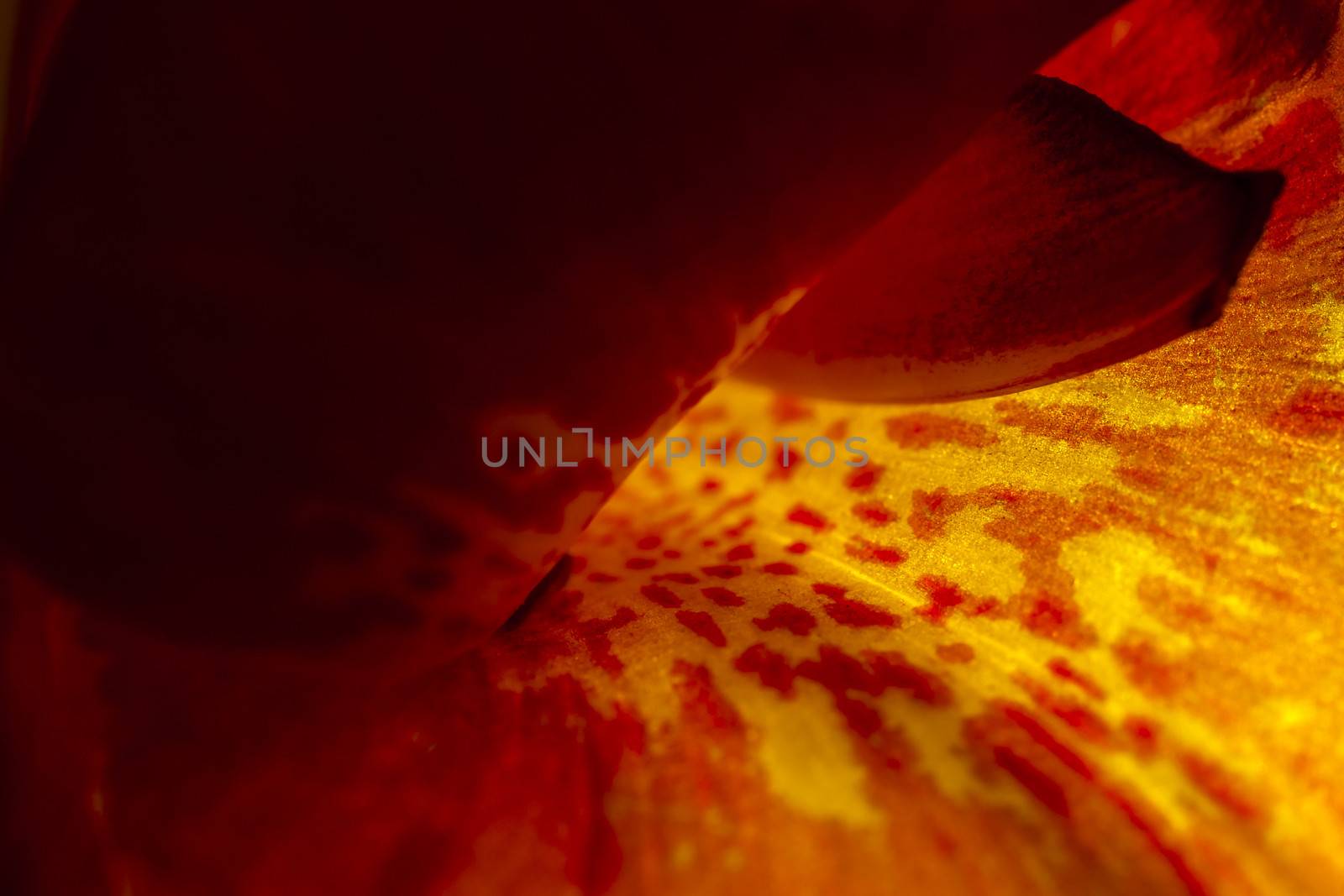 Extreme macro abstract of a flower, ideal for wallpapers and backdrops.