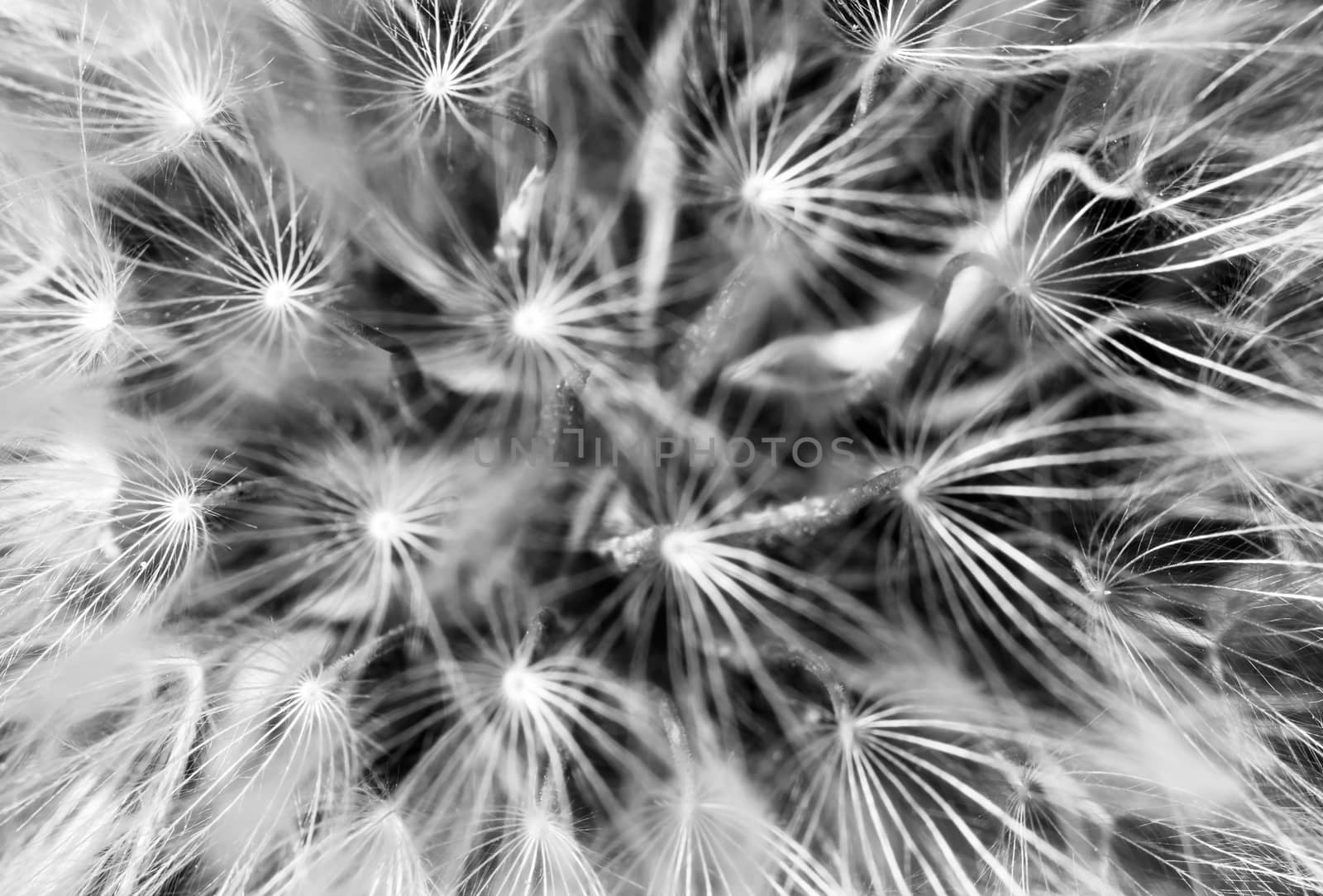 A super macro image showing detail of Dandelion flower head