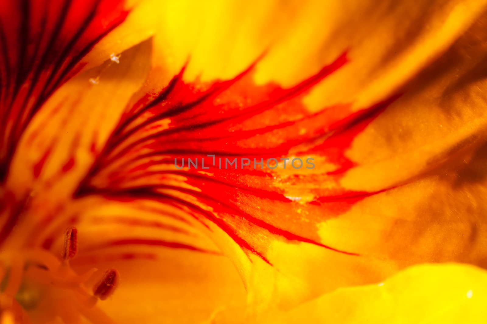 A super macro image showing detail of petals on a flower