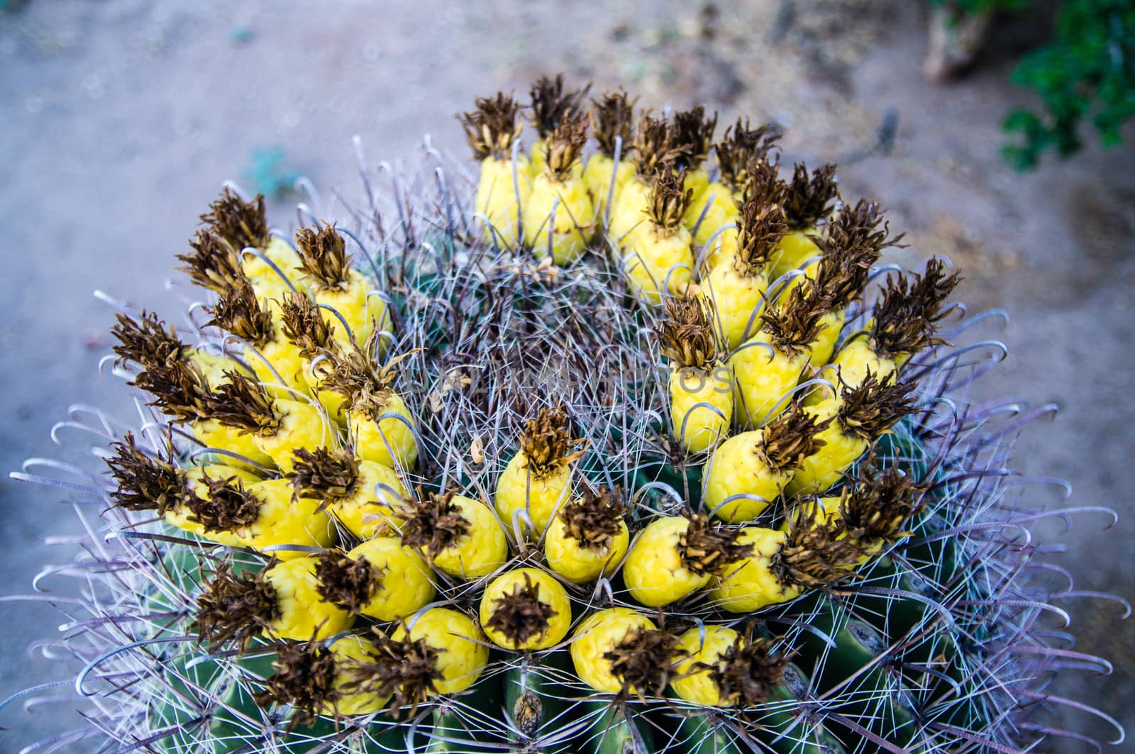 Yellow flowers on blooming cactus in Sonoran Desert