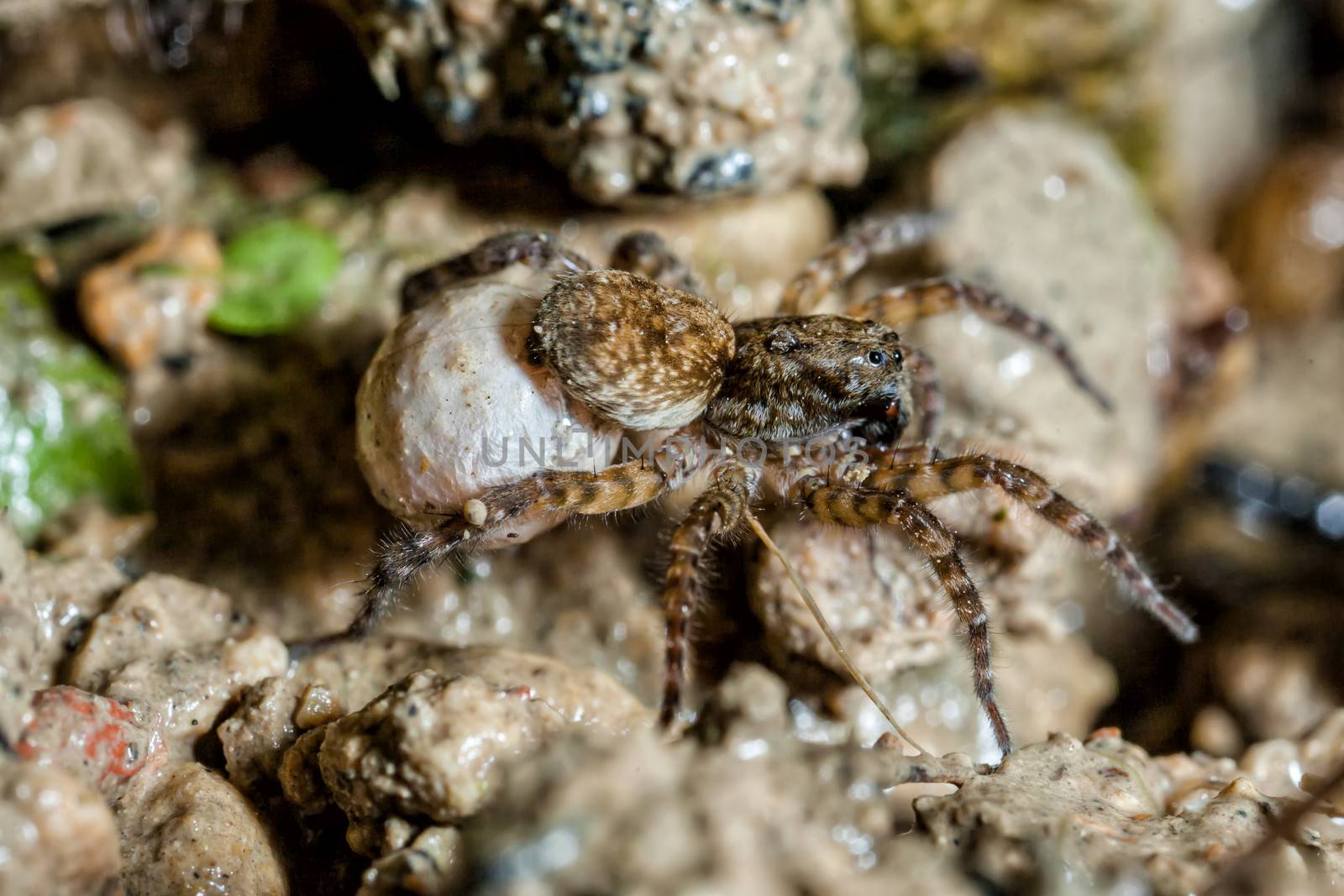 A female wolf spider carries her egg sac through the undergrowth