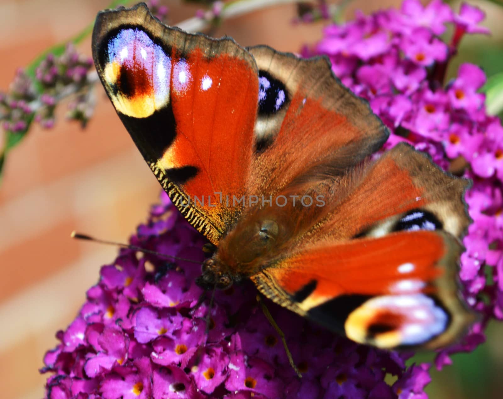 Close-up image of a Peacock Butterfly visiting a Buddleia flower.