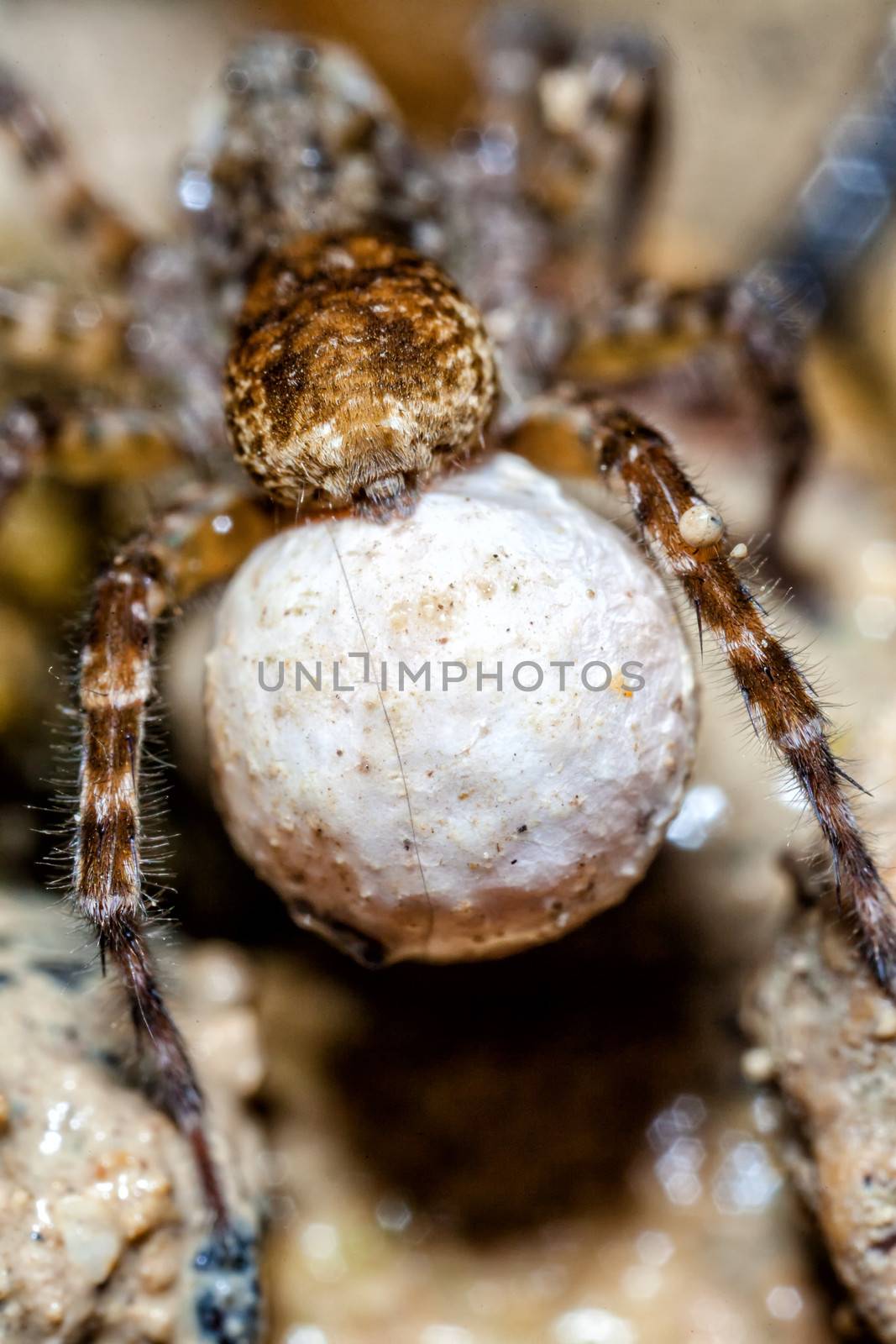 A female wolf spider carries her egg sac through the undergrowth