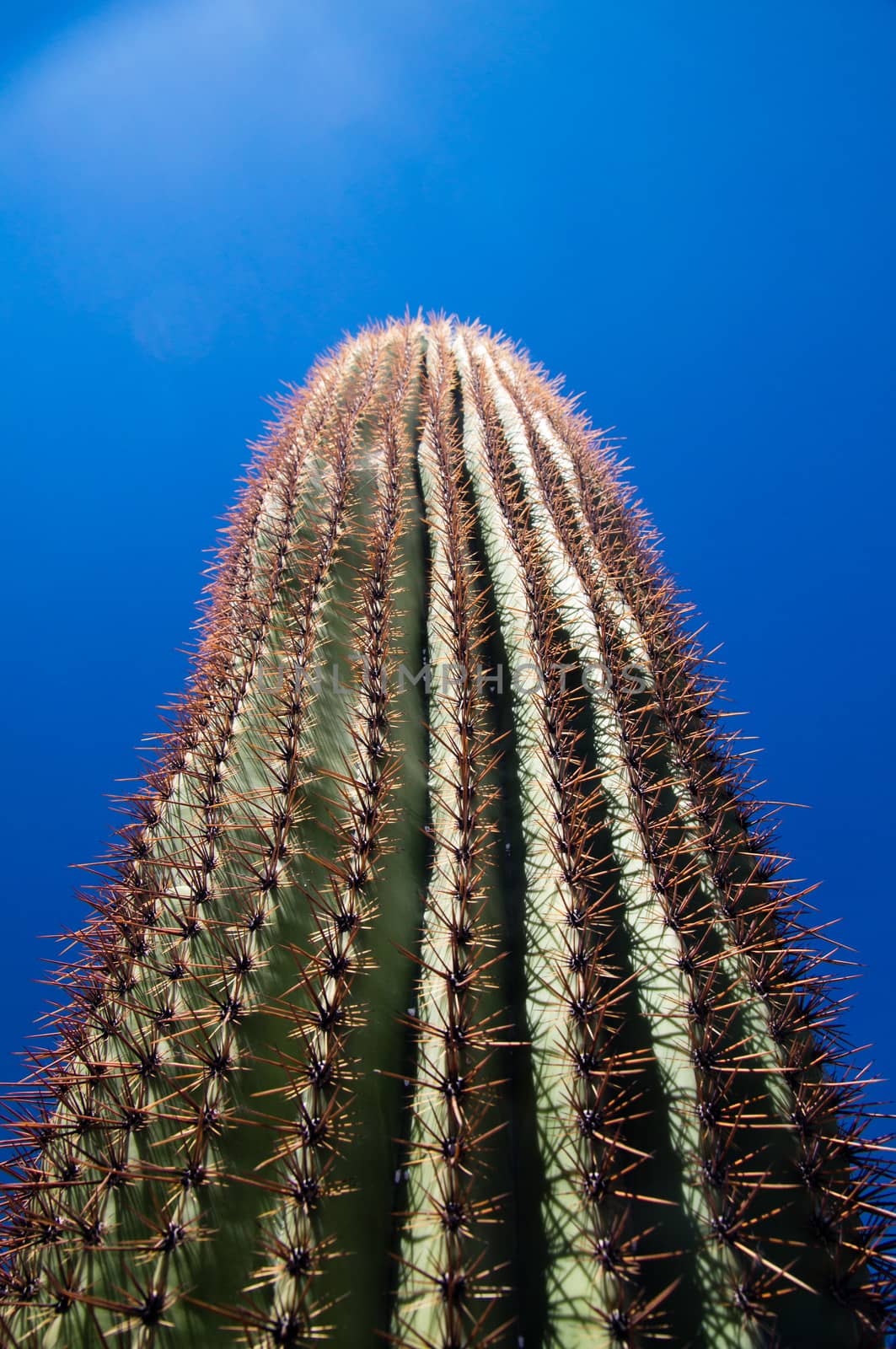 Tall saguaro cactus on blue sky