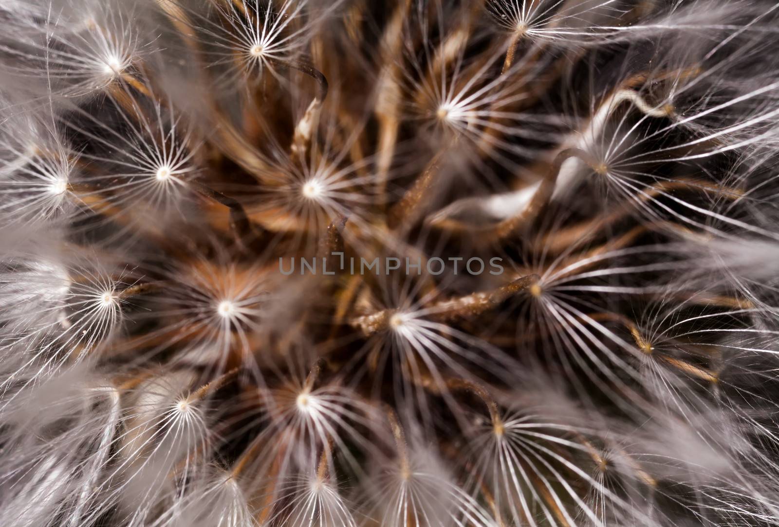 A super macro image showing detail of Dandelion flower head