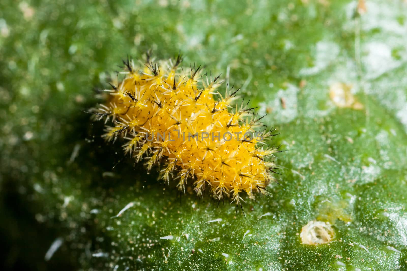 A Silkworm Moth Caterpillar shows off its toxic spines, while resting on the leaf of a Squirting Cucumber plant.
