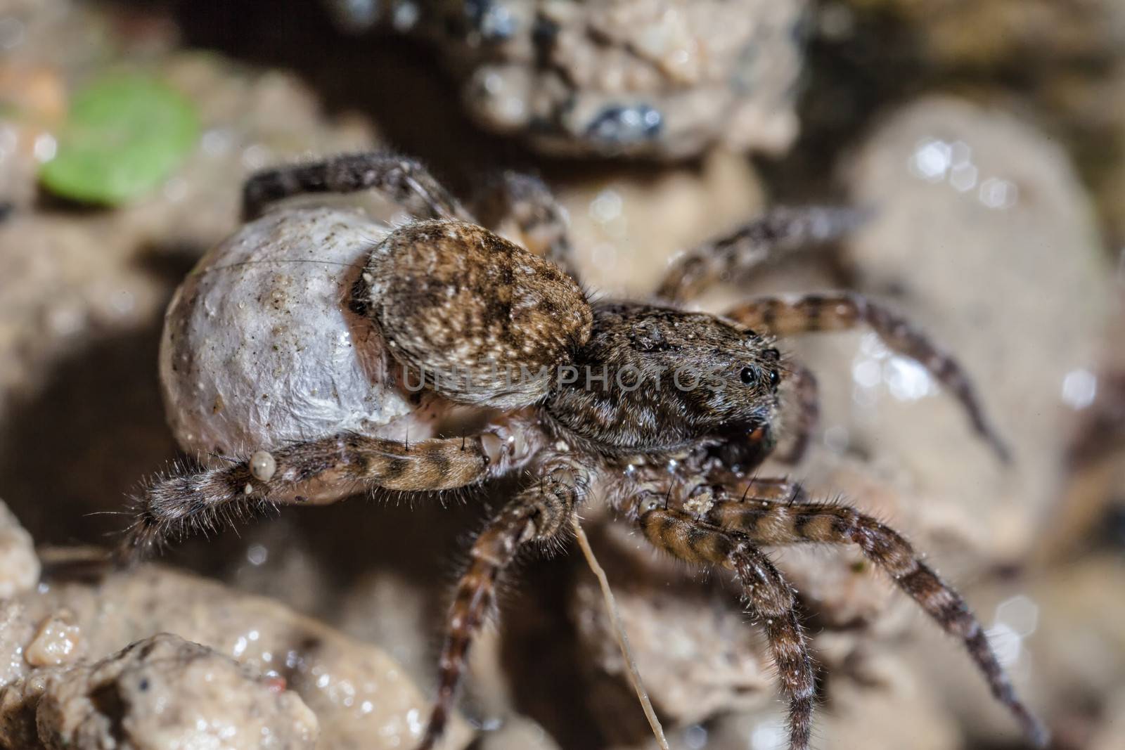 A female wolf spider carries her egg sac through the undergrowth