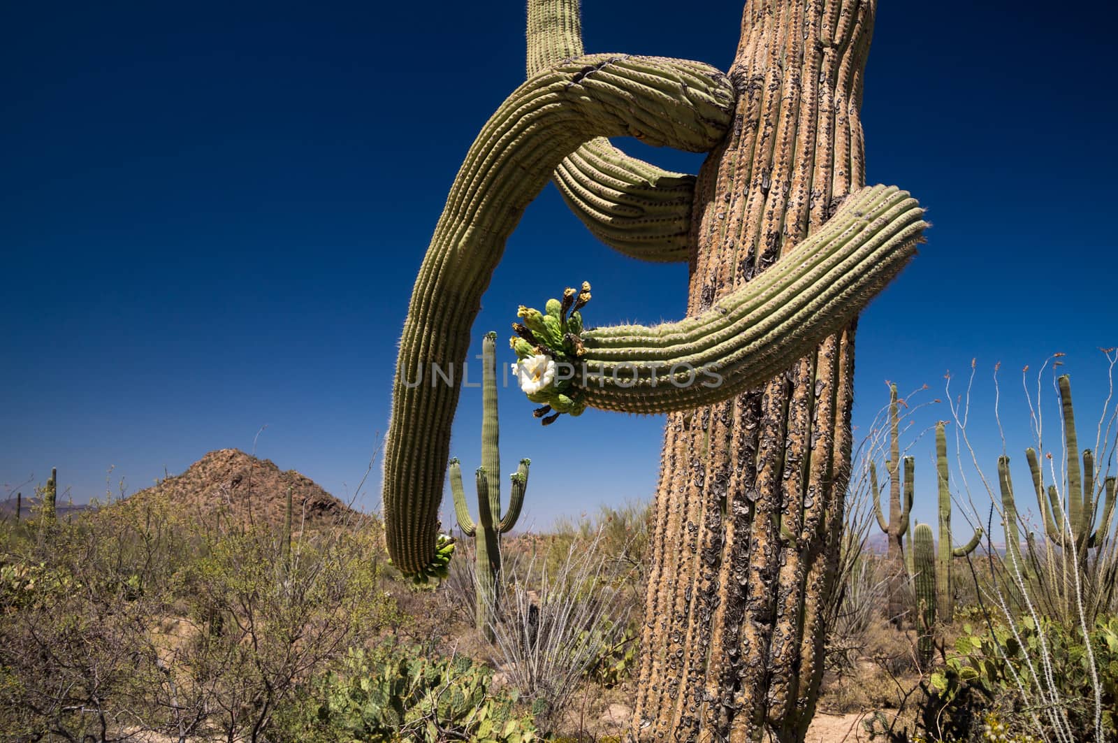 Saguaros in bloom in Sonoran Desert