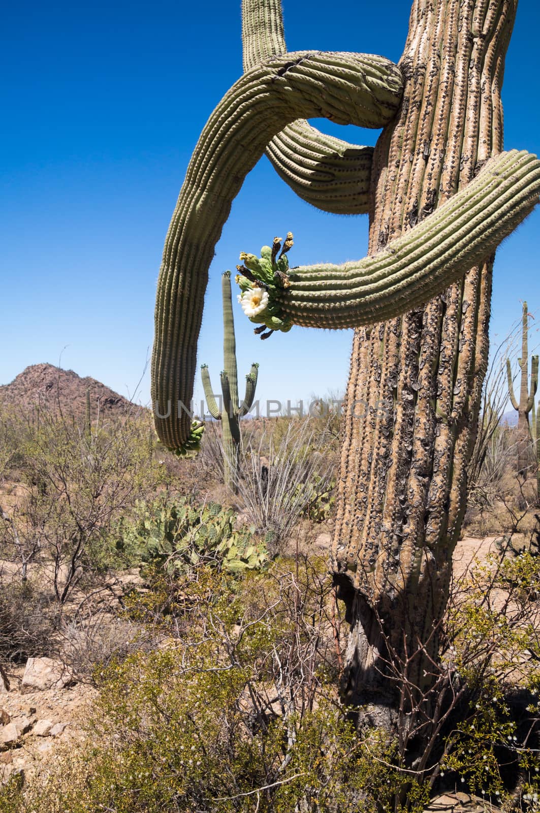 Details of saguaro cactus
