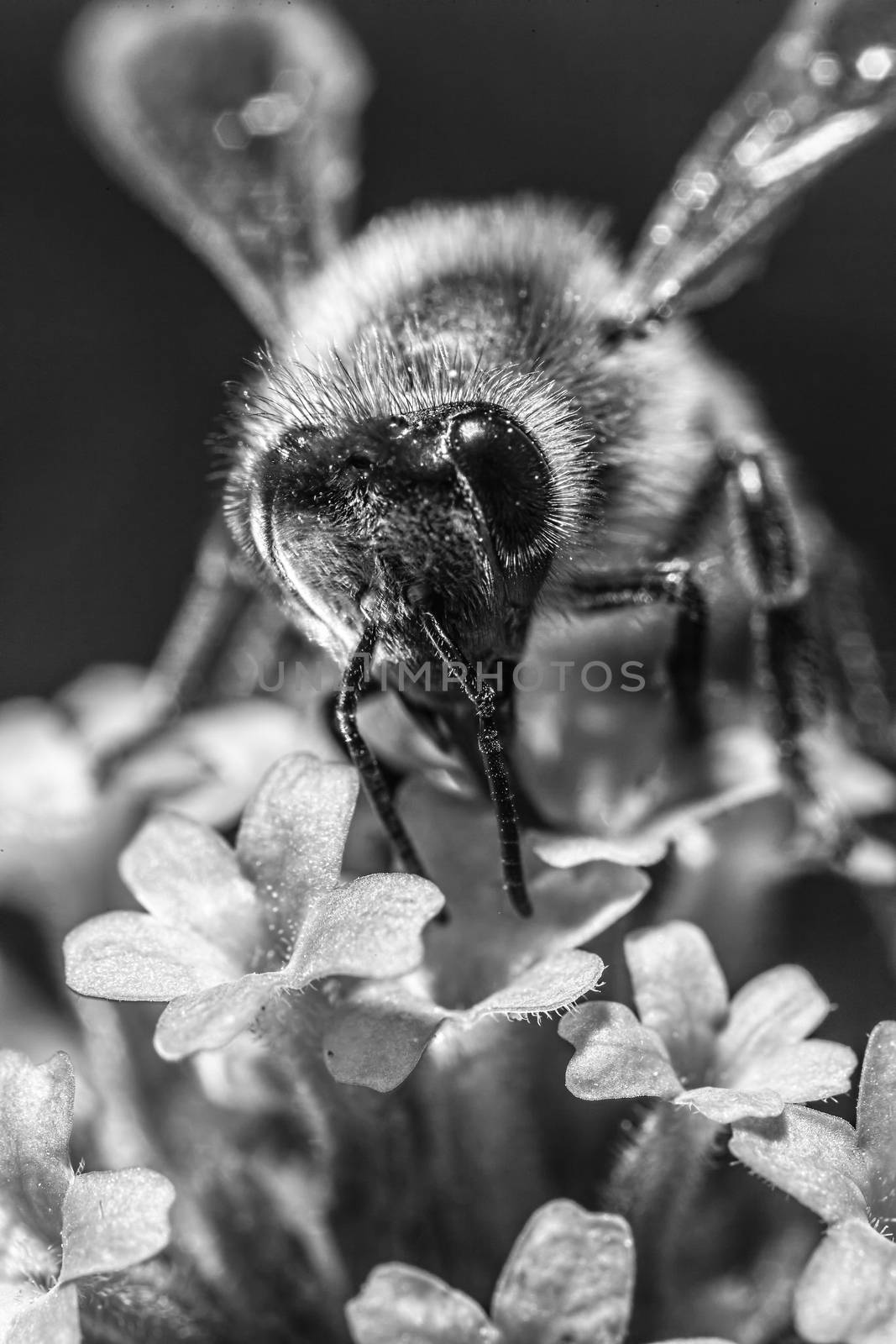 Maltese Honey Bee by PhotoWorks