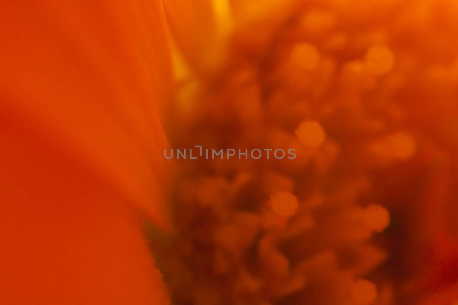 Extreme macro abstract of a flower, ideal for wallpapers and backdrops.