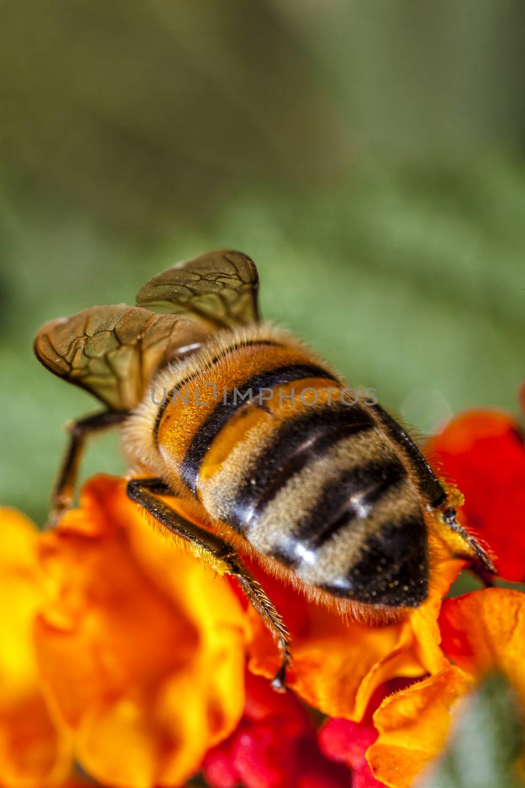Maltese Honey Bee by PhotoWorks