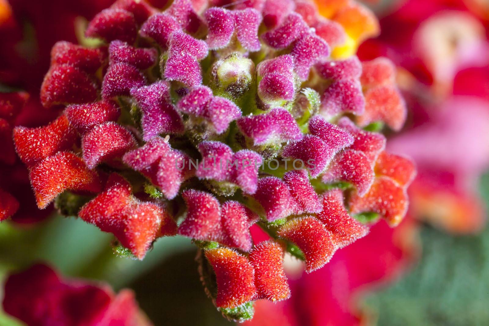 Lantana camara, also known as Spanish Flag or West Indian Lantana or LAVA, is a species of flowering plant in the verbena family, Verbenaceae, that is native to the American tropics.