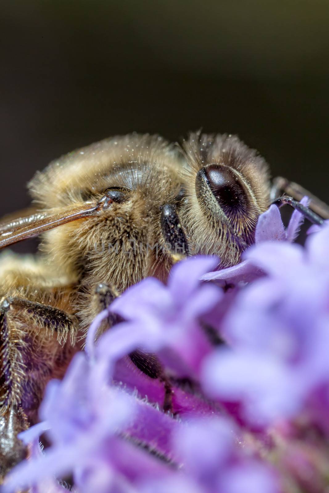 Maltese Honey Bee by PhotoWorks