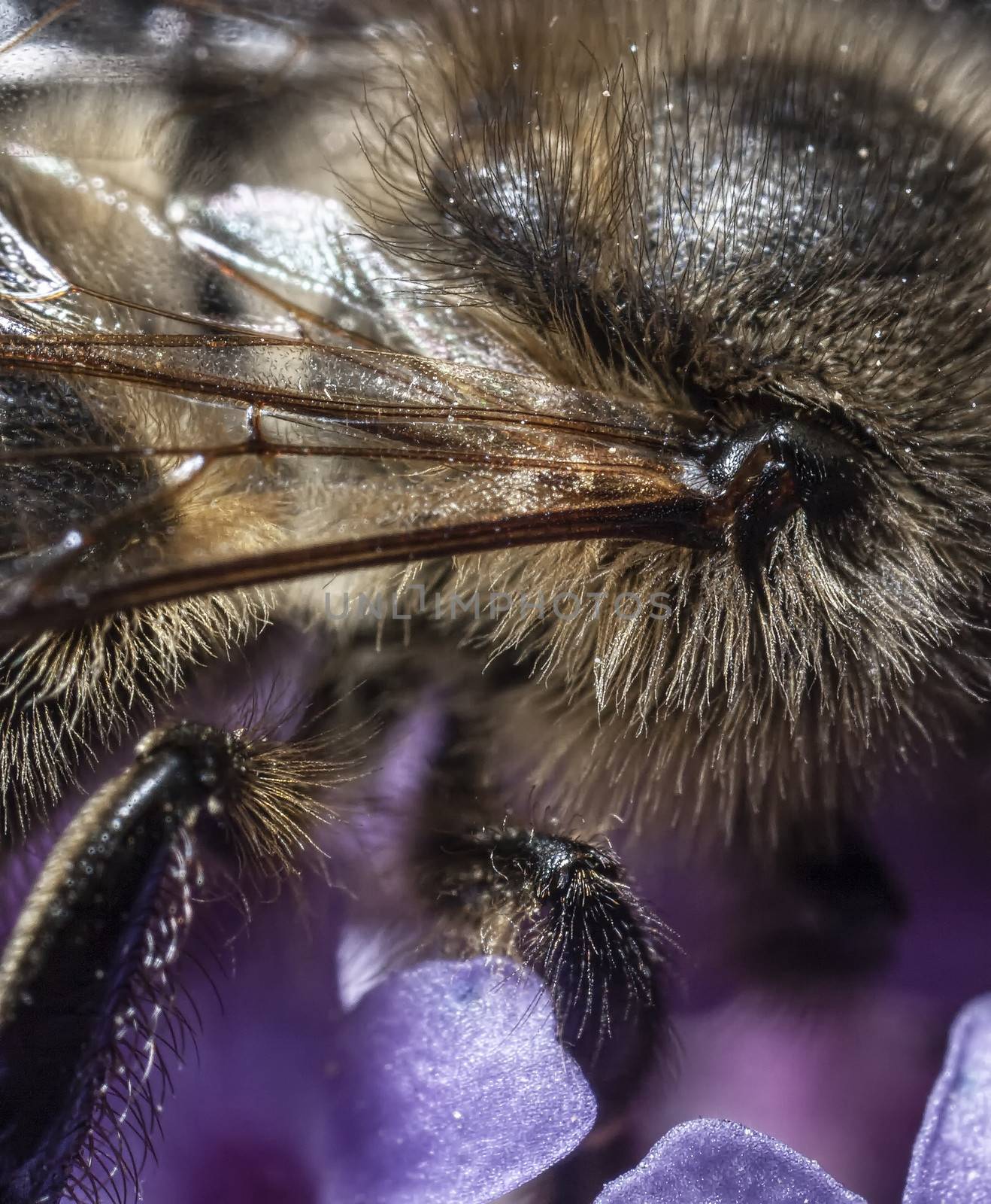 Wing Muscle Joint on Maltese Honey Bee by PhotoWorks