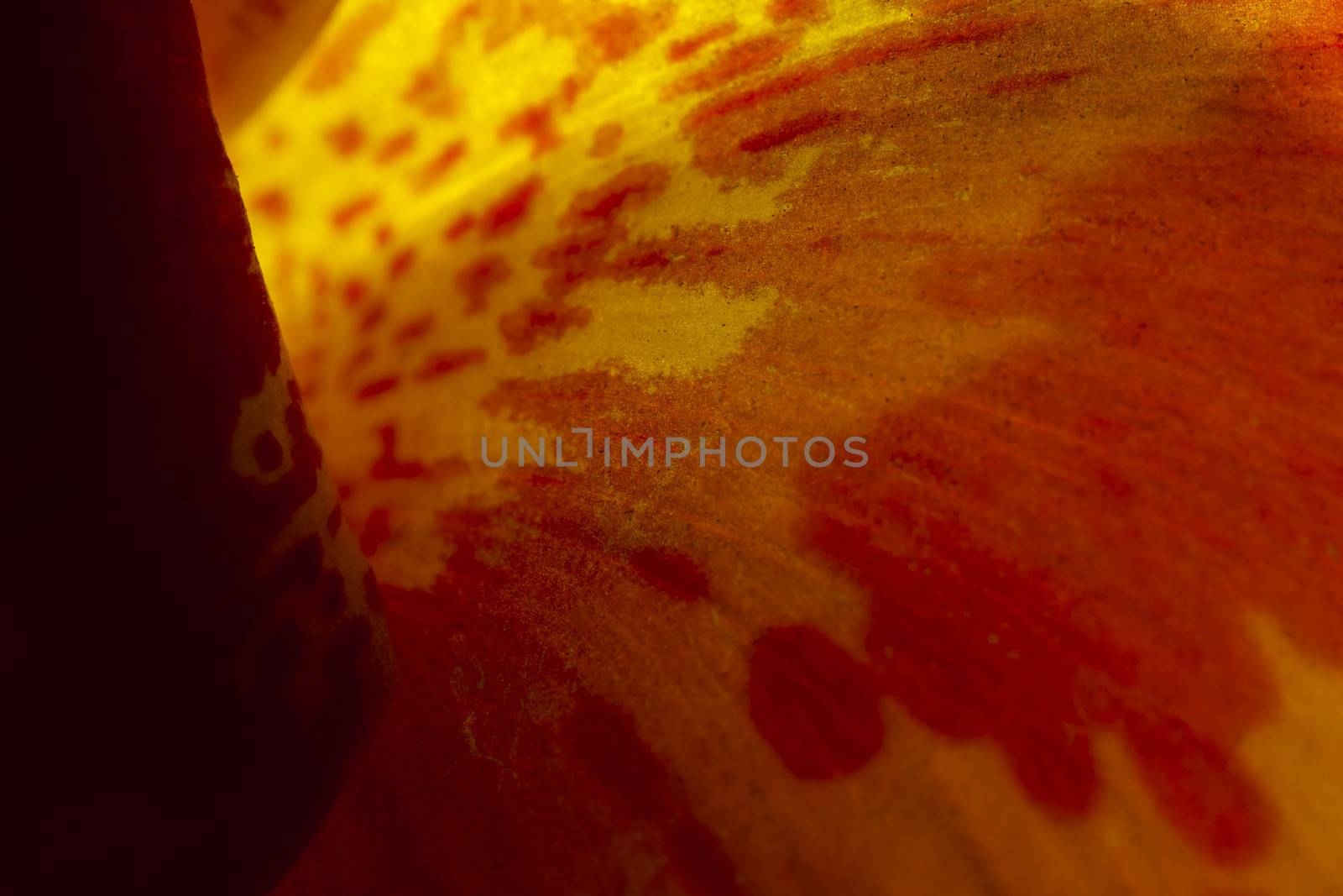 Extreme macro abstract of a flower, ideal for wallpapers and backdrops.