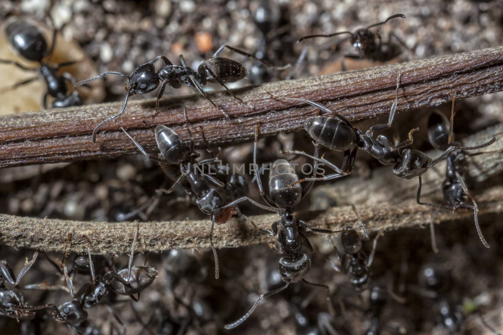 The black garden ant (Lasius niger) is a formicine ant, the type species of the subgenus Lasius, found all over Europe