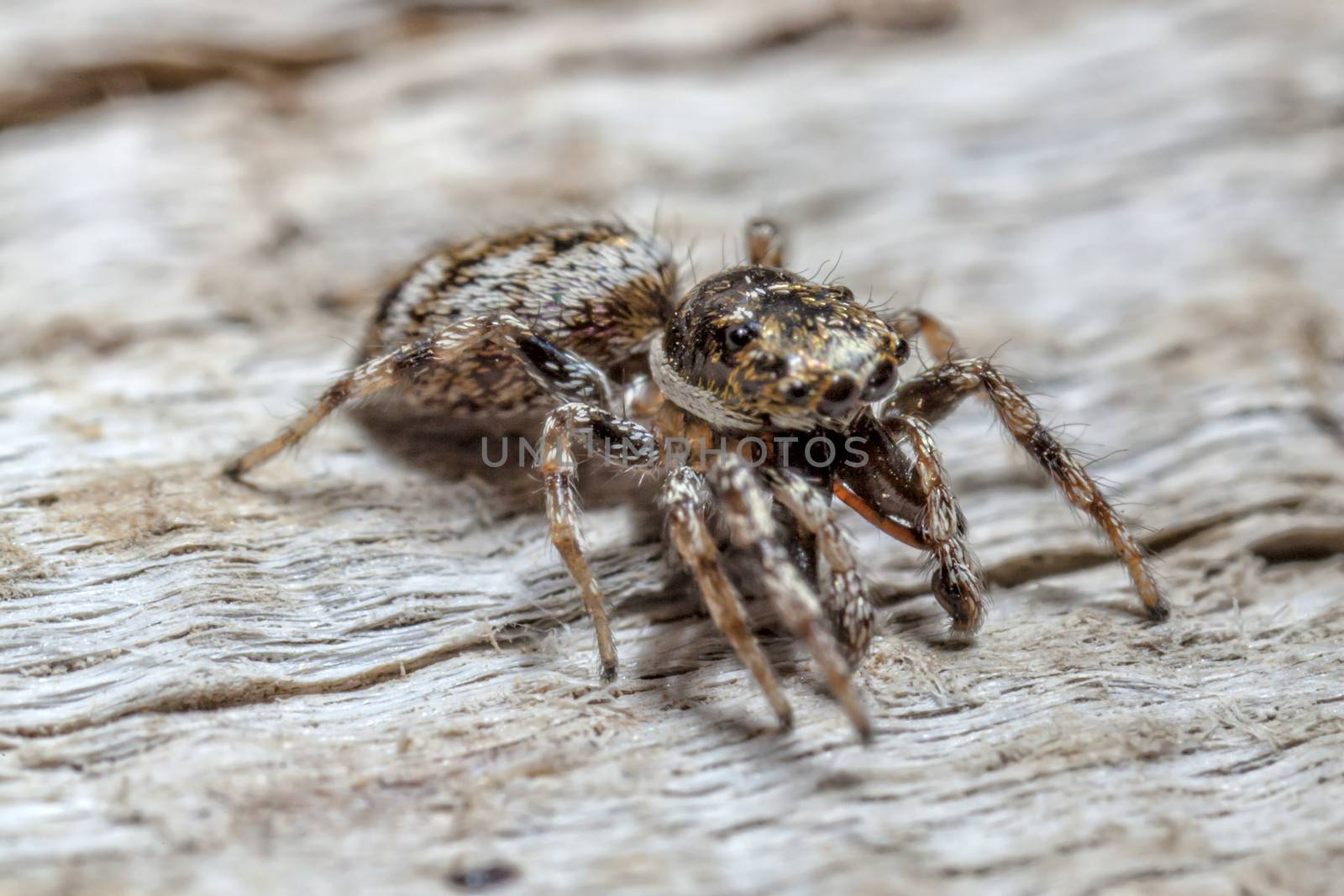 Jumping Spider by PhotoWorks